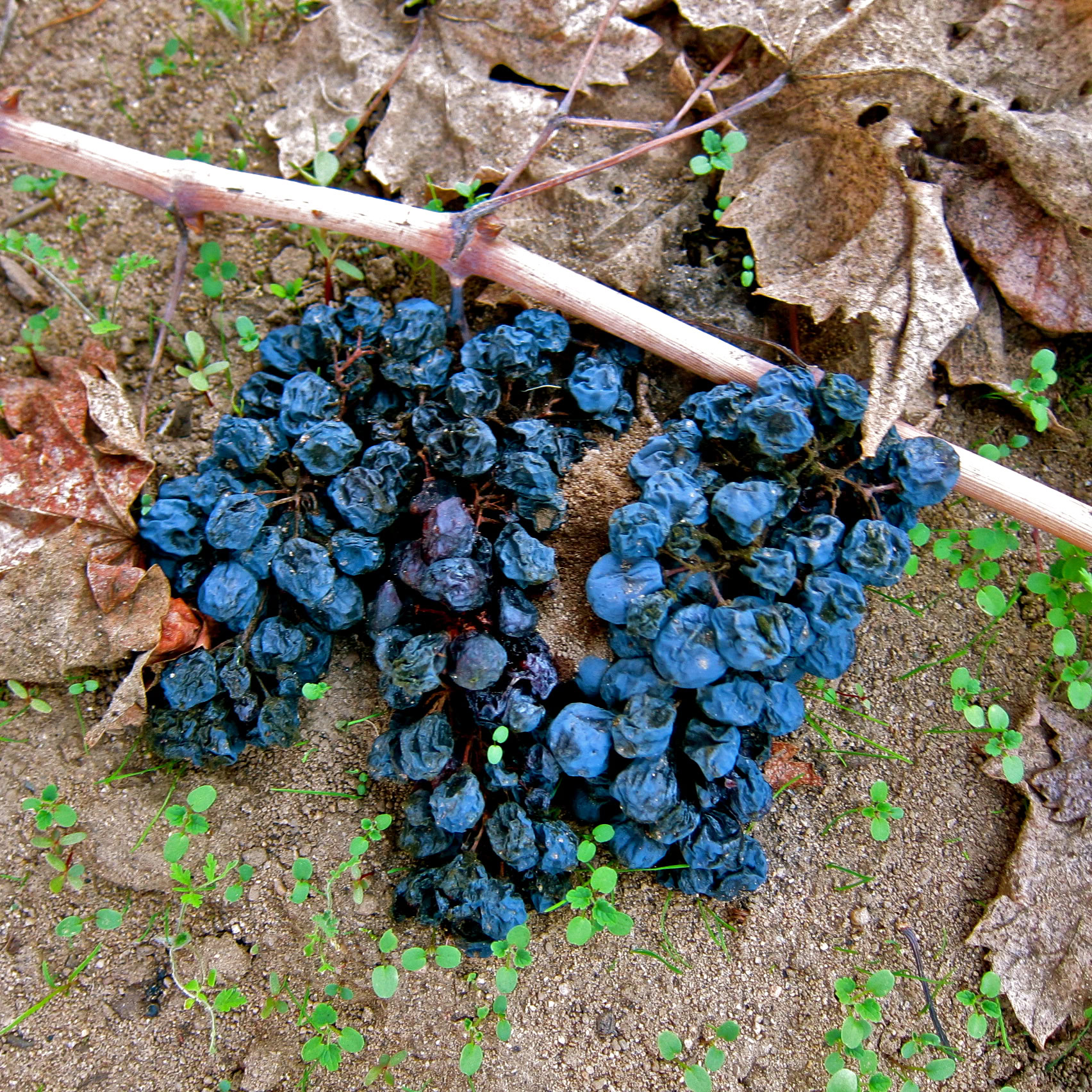 Close-up of harvested dark winegrapes on soil with fallen leaves and small green plants in Lodi, California.