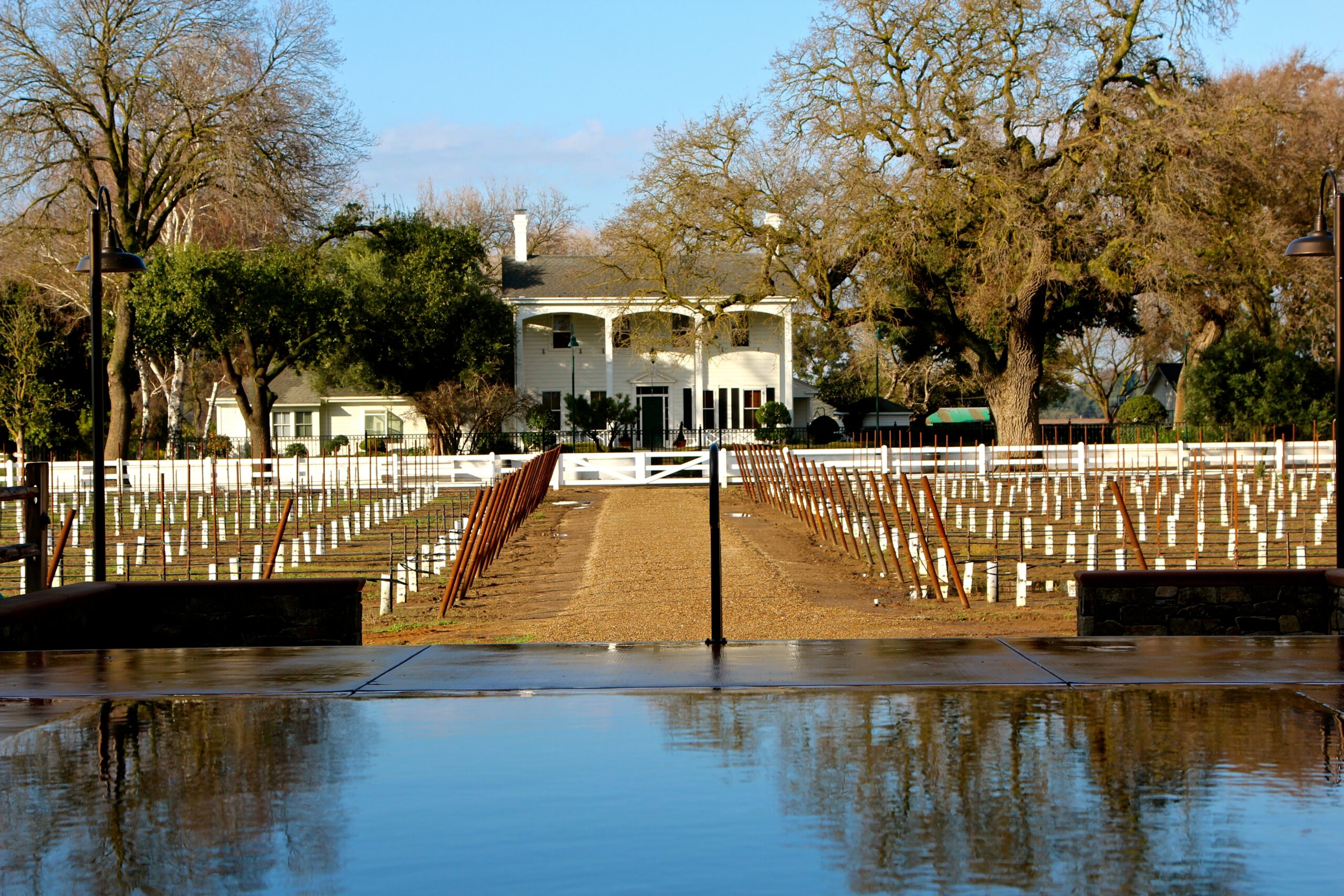 Vineyard with rows of grapevines and a historic house in Lodi, California, during winter.