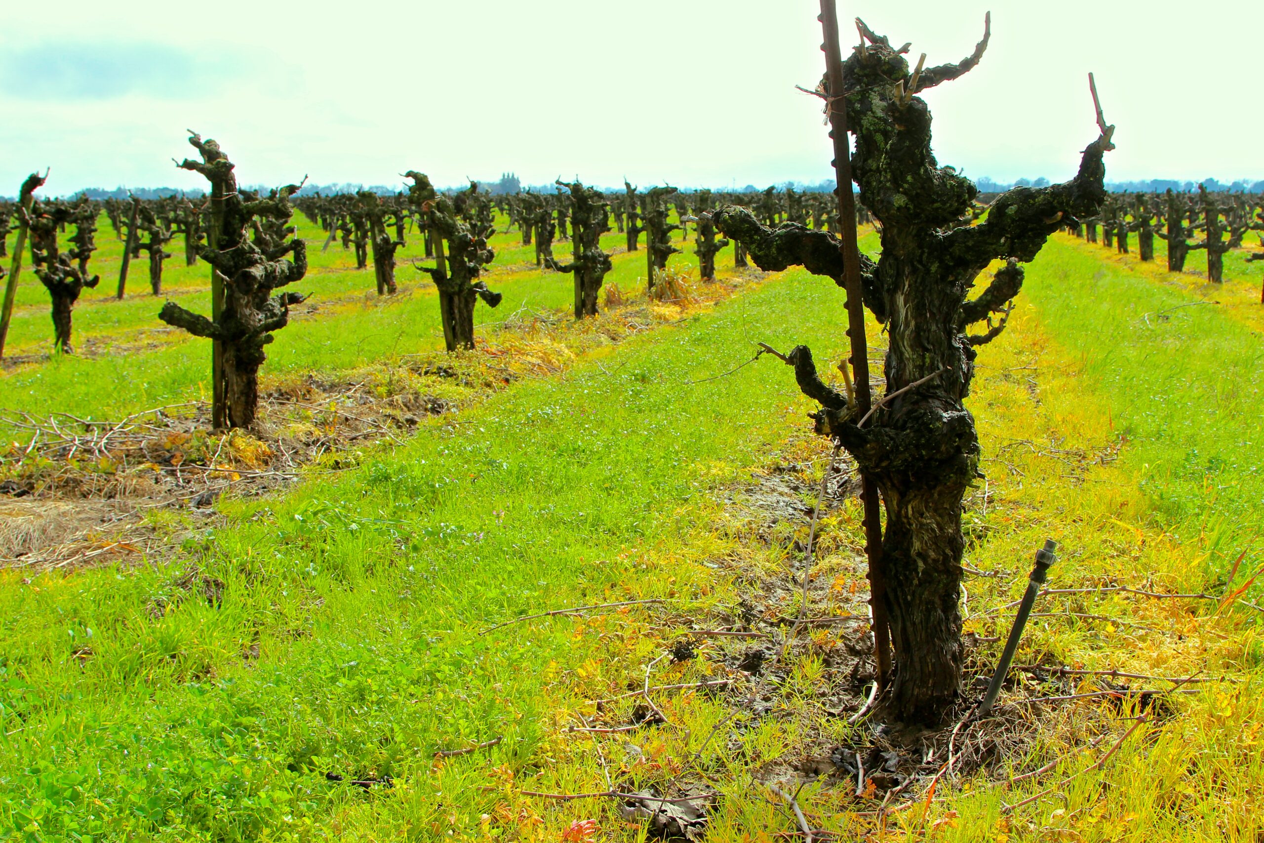 Vineyard with pruned grapevines in Lodi, California, showcasing the region's wine grape cultivation.