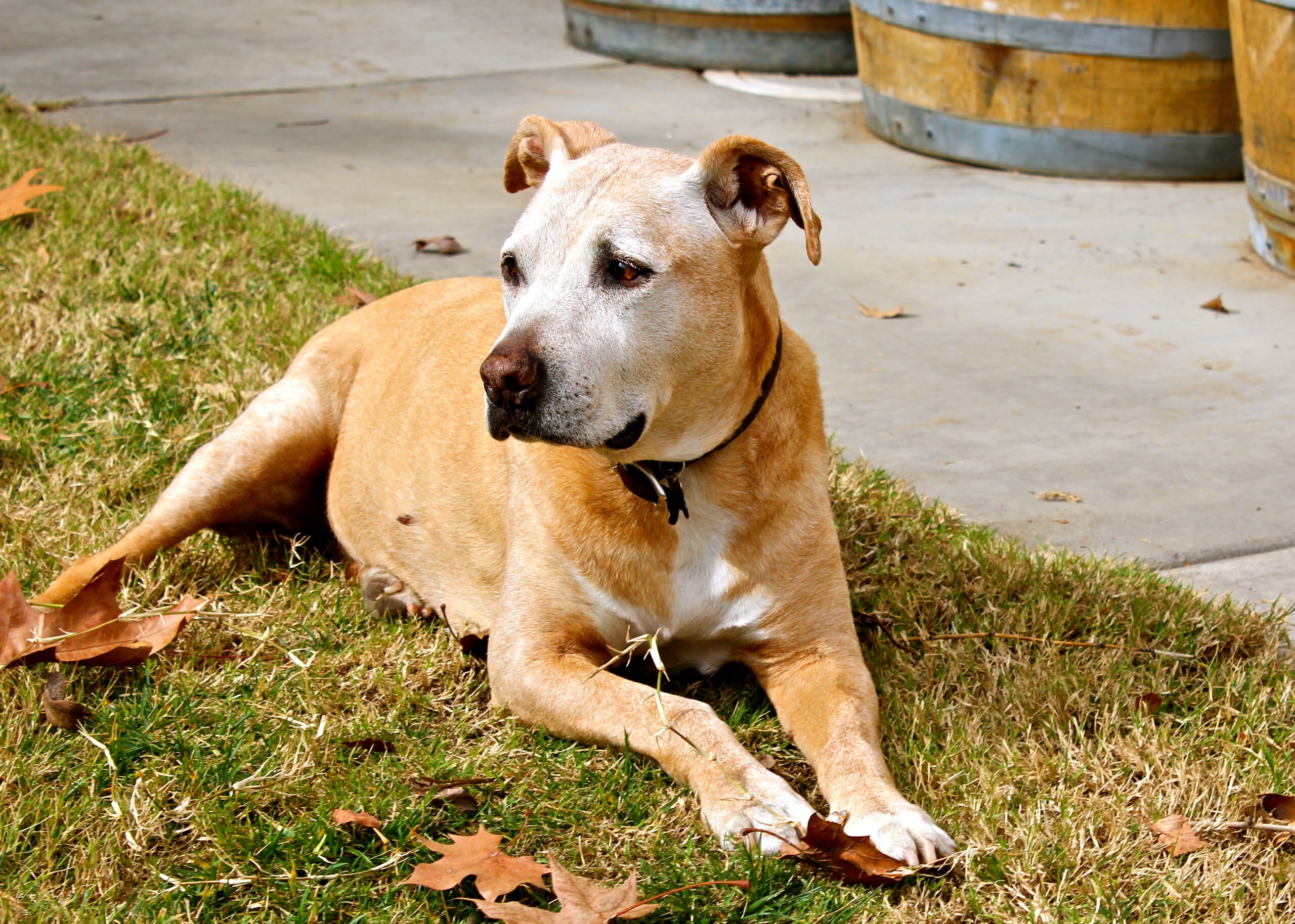 Dog lying on grass near wine barrels at Lodi Winegrape Commission.