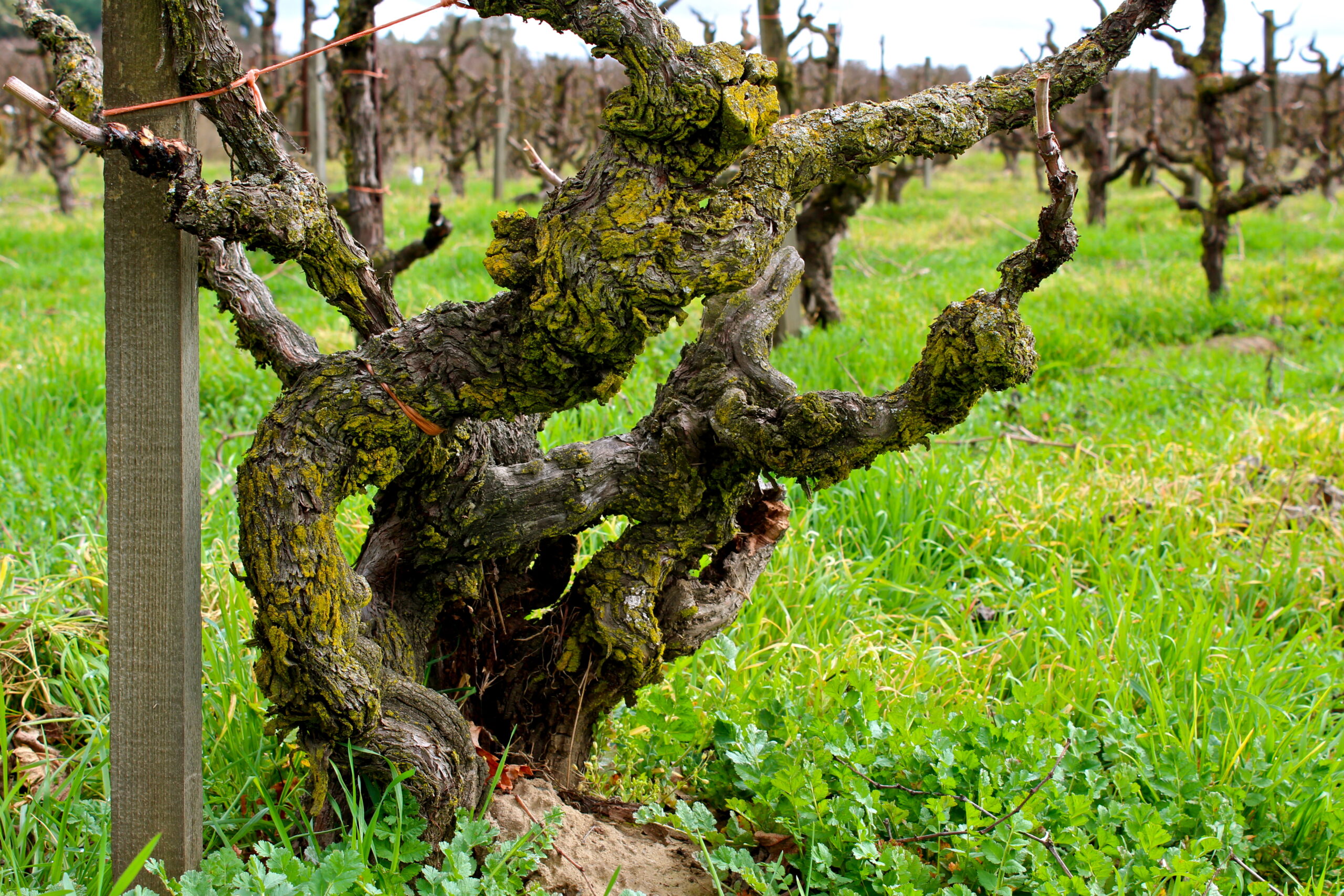 Gnarled grapevine in Lodi vineyard with lush green grass and supporting stakes.