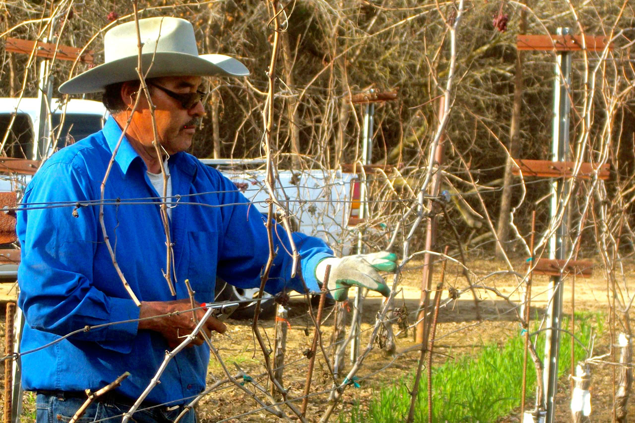 Vineyard worker pruning grapevines in a Lodi winegrape vineyard during winter.