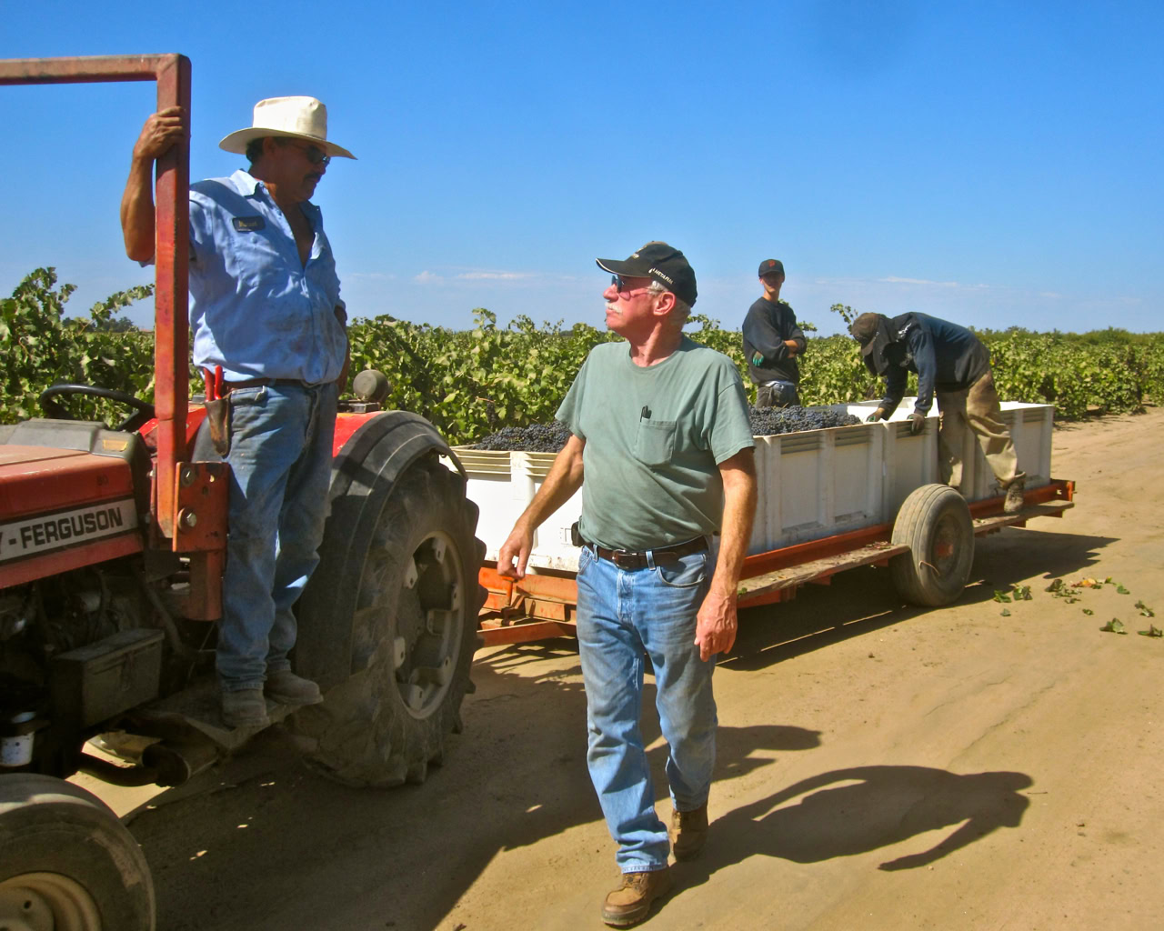 Workers harvest winegrapes in Lodi vineyards with tractor and trailer under clear blue sky.