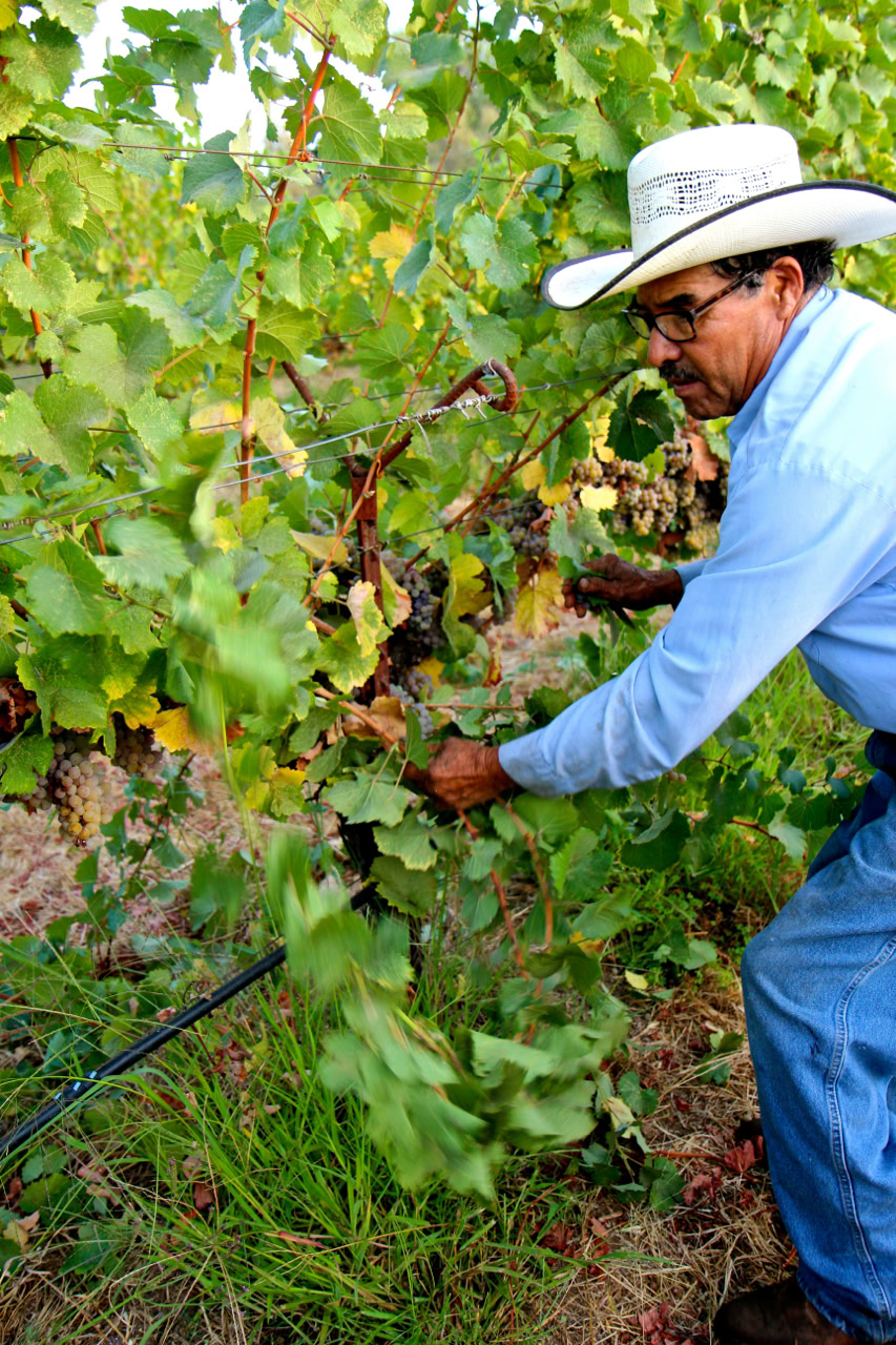 Farmer inspecting grapevines in Lodi vineyard during harvest season.