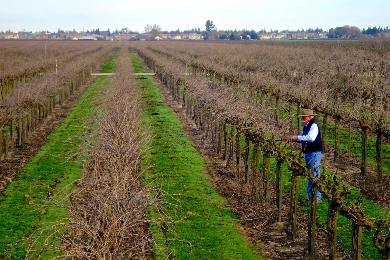 Vineyard worker pruning grapevines in a Lodi wine region vineyard during winter.