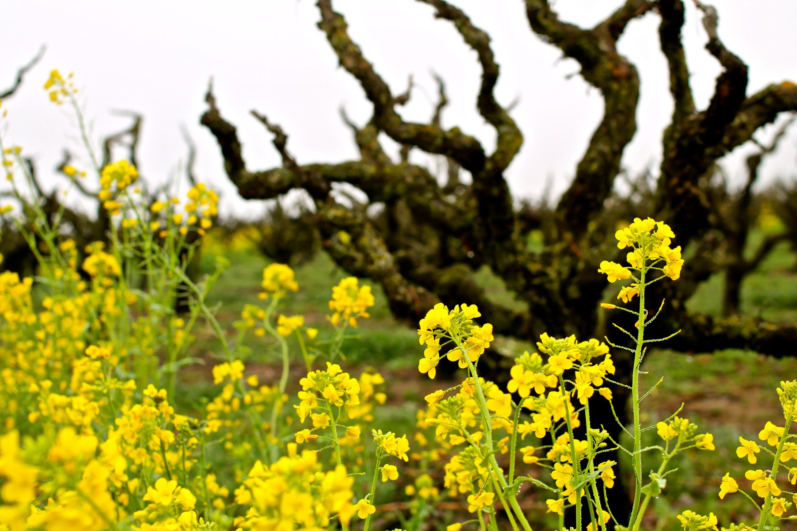 Vibrant yellow mustard flowers in a Lodi vineyard with gnarled grapevines in the background.