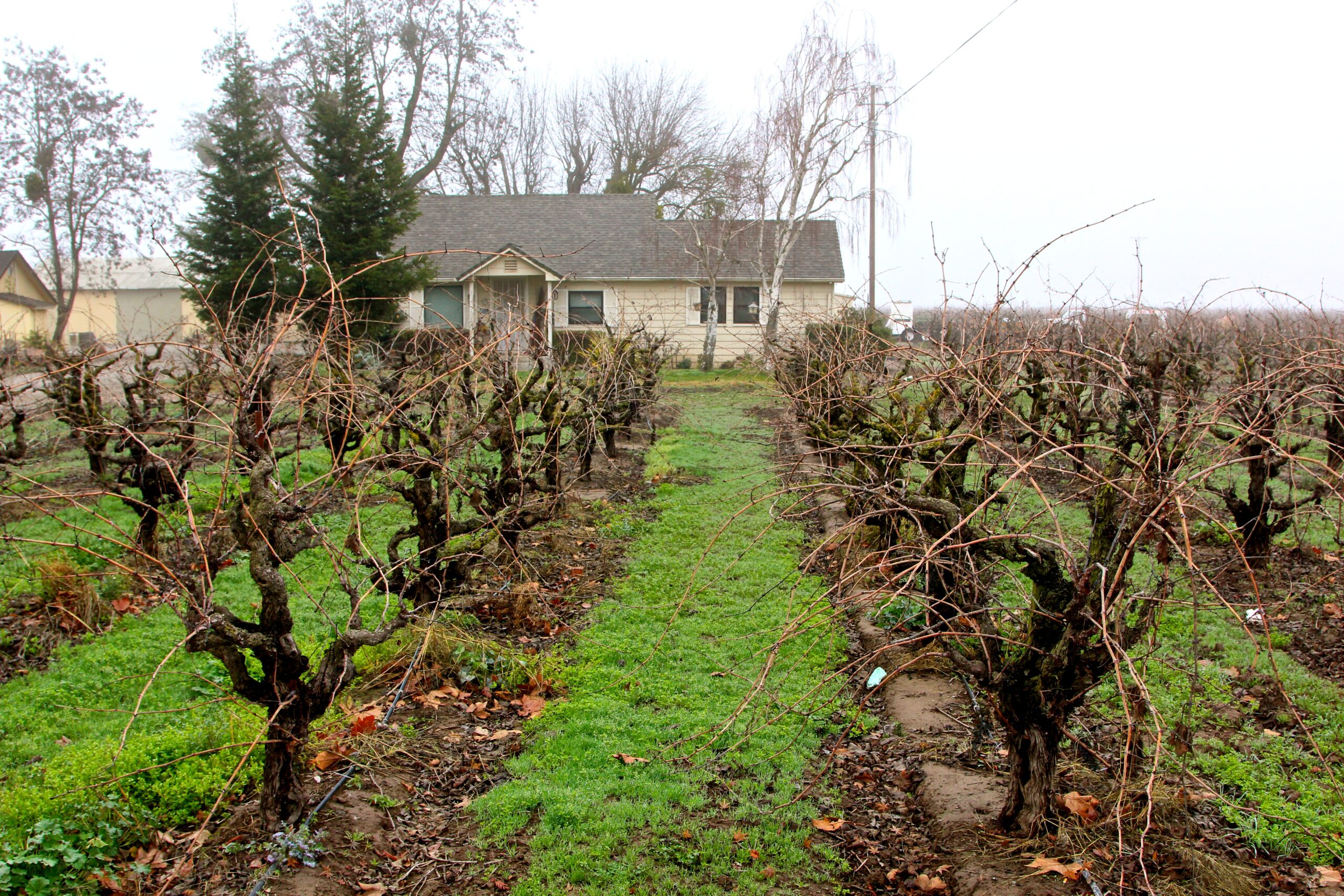 Vineyard rows with pruned grapevines and a house in the background, typical of Lodi wine region.