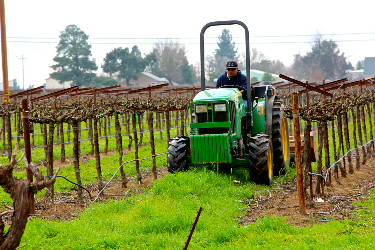 Farmer on green tractor tending to grapevines in a Lodi vineyard during harvest season.
