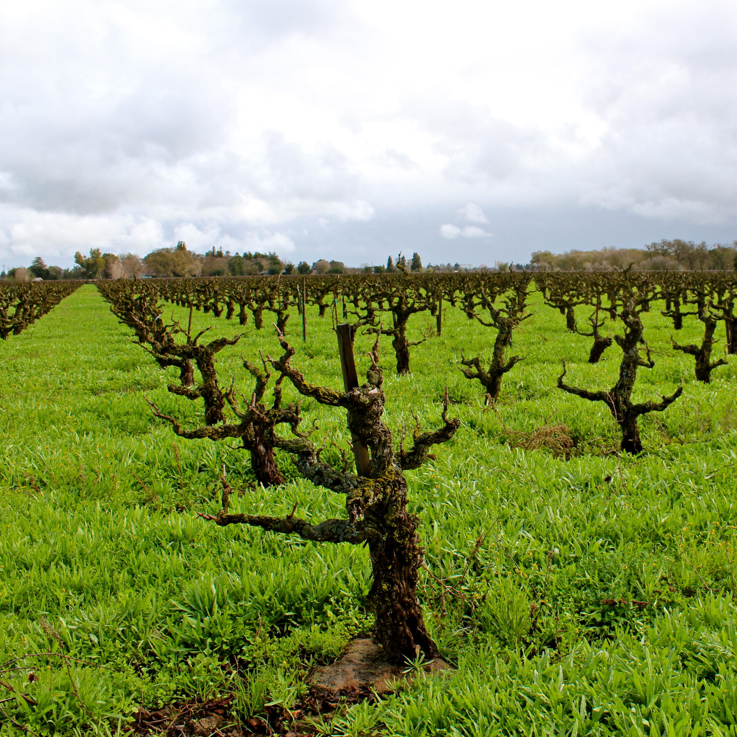 Vineyard with pruned grapevines in Lodi, California, under cloudy sky.