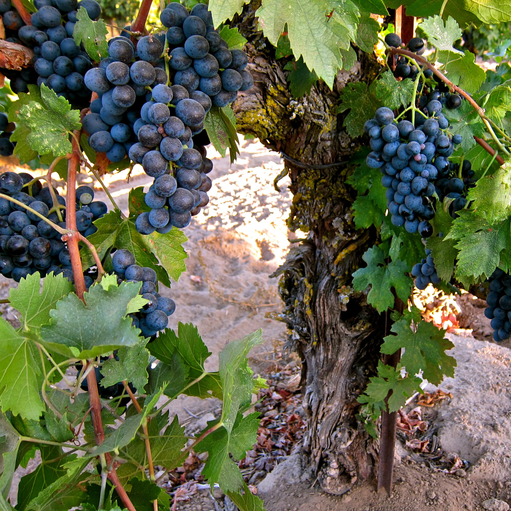 Close-up of ripe dark grapes hanging on a vine in a Lodi vineyard.