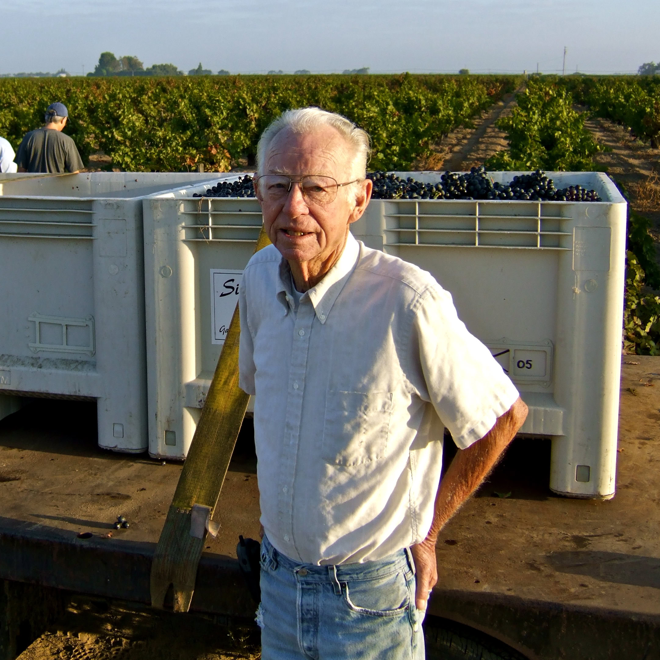 Senior man in vineyard during grape harvest in Lodi, California, with large bins of harvested grapes in the background.