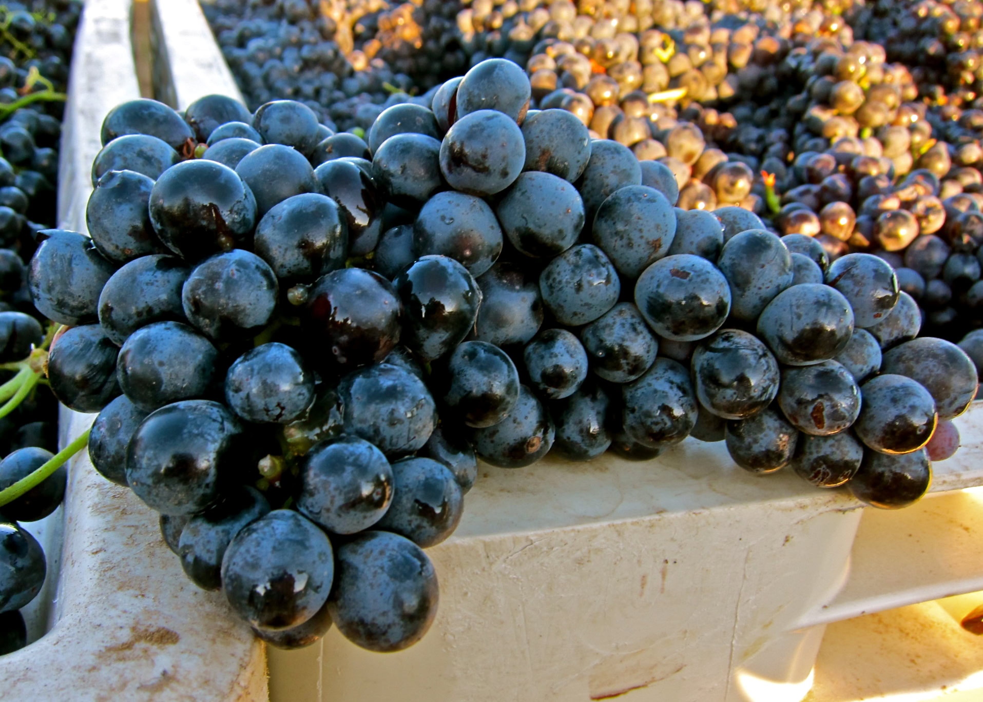 Close-up of ripe dark purple wine grapes in a vineyard for Lodi wine production.