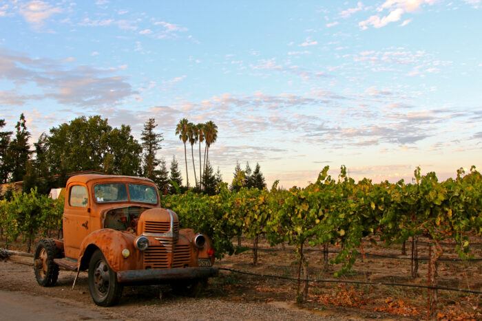 Rusty vintage truck in a lush Lodi vineyard at sunset with palm trees in the background.