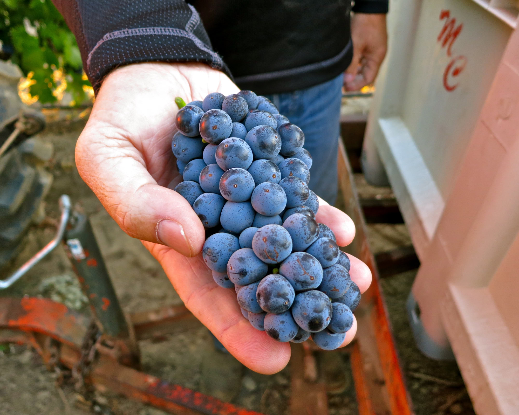 Close-up of a hand holding a bunch of ripe blue wine grapes in a vineyard.
