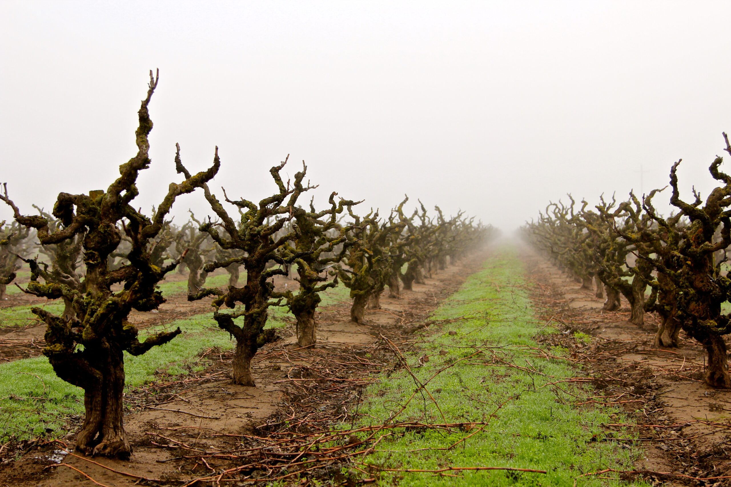 Lodi winegrape vineyard with gnarled vines in foggy conditions, showcasing prime grape-growing region.