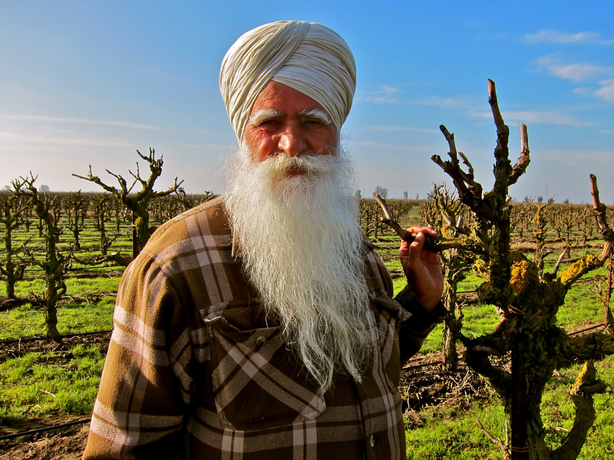 Elderly man with white turban and long beard in a vineyard with pruned grapevines.
