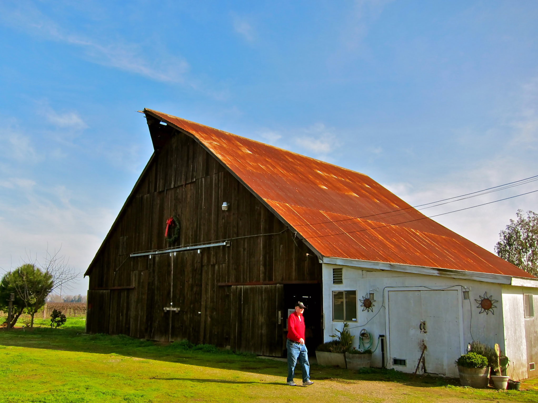Rustic barn with a rusty metal roof and a person standing outside in a vineyard setting.