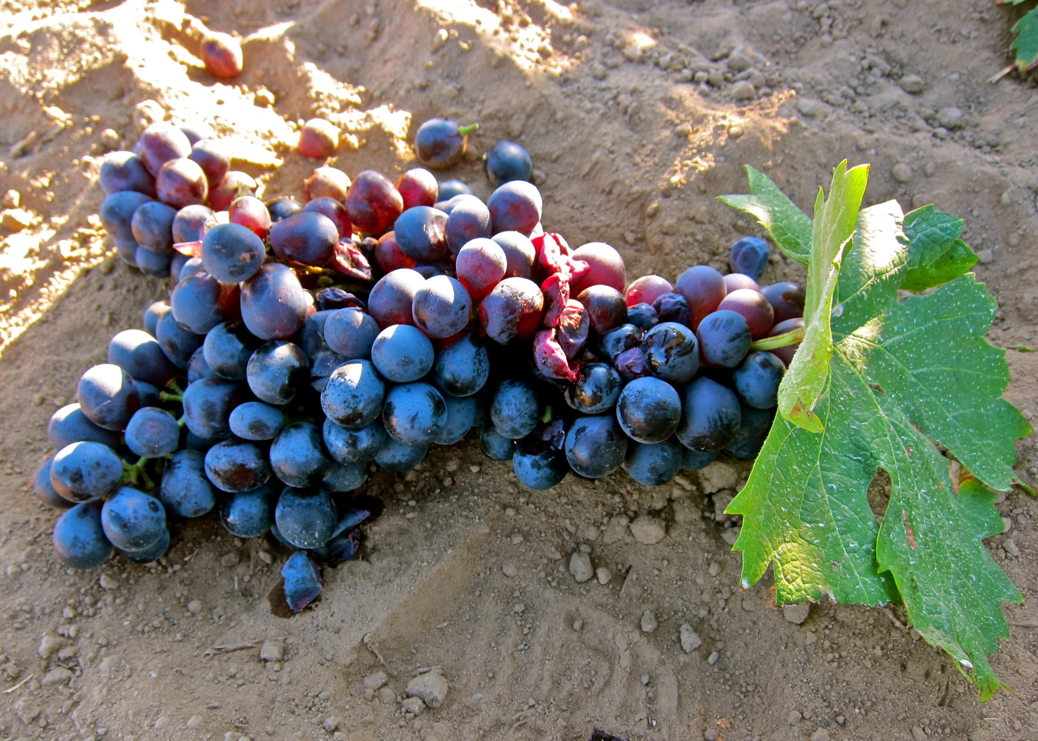 Cluster of ripe wine grapes on the vine in Lodi, California, ready for harvest.