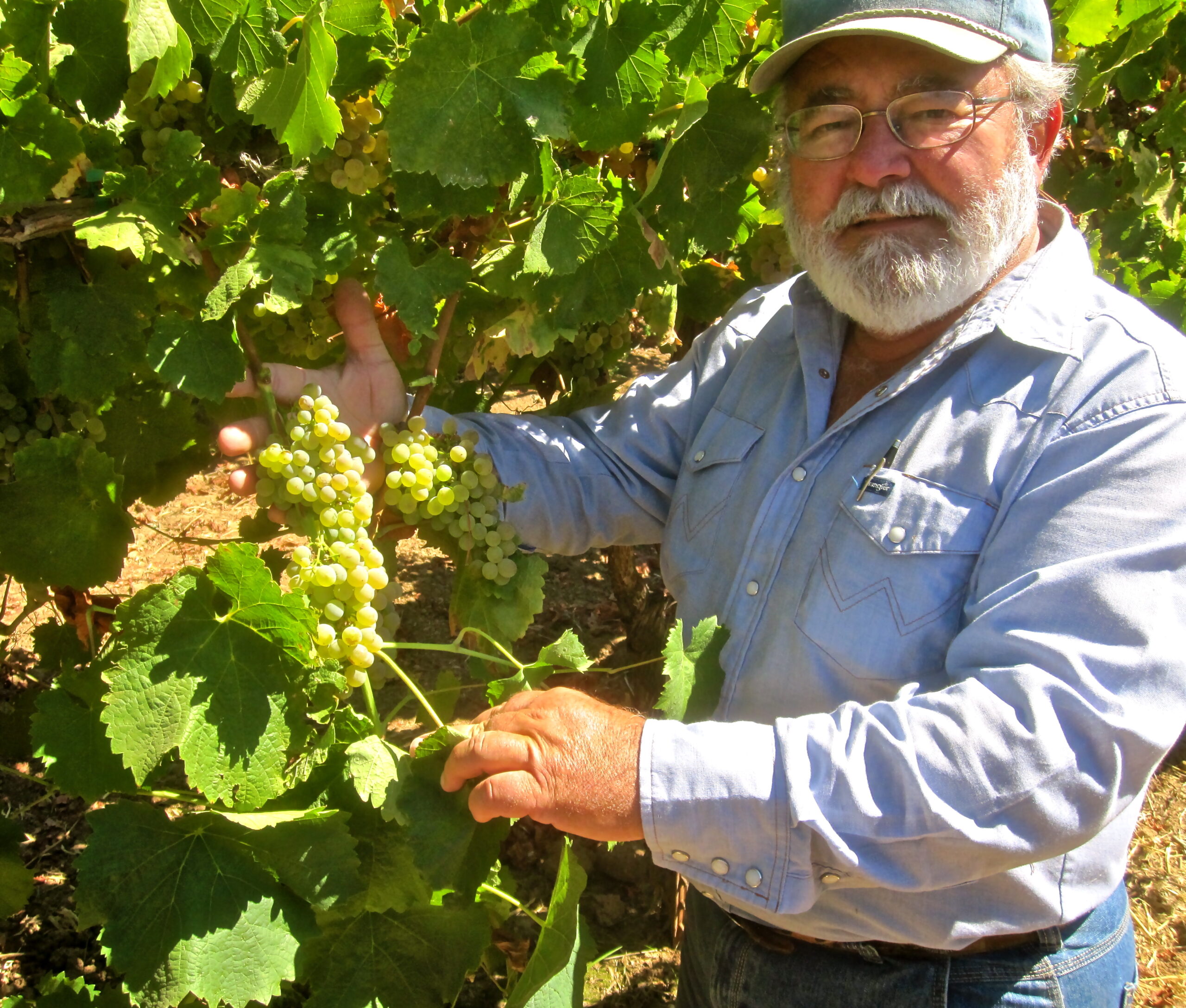 Lodi winegrower inspecting grape clusters in lush vineyard for quality and ripeness.