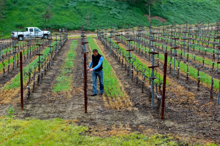 Vineyard worker inspecting grapevines in a lush Lodi wine region vineyard.