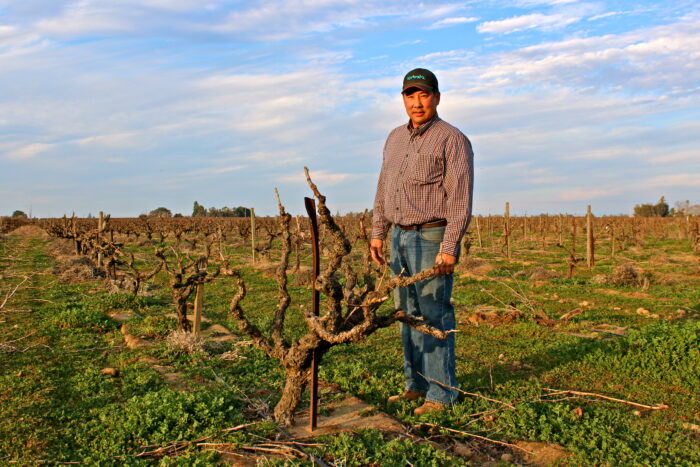 Vineyard worker standing in a Lodi winegrape vineyard with pruned vines and a blue sky.
