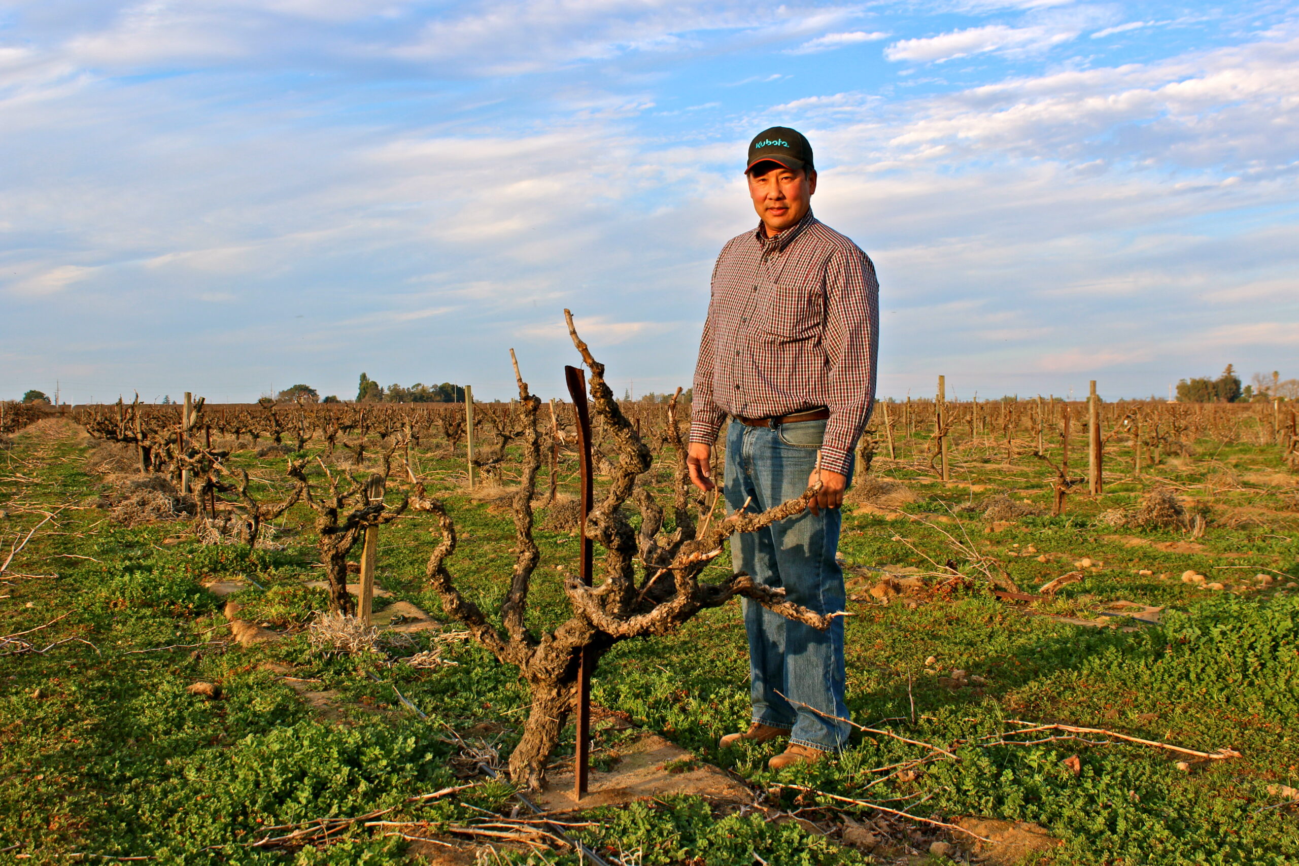 Vineyard worker standing in a Lodi winegrape vineyard with pruned vines and a blue sky.