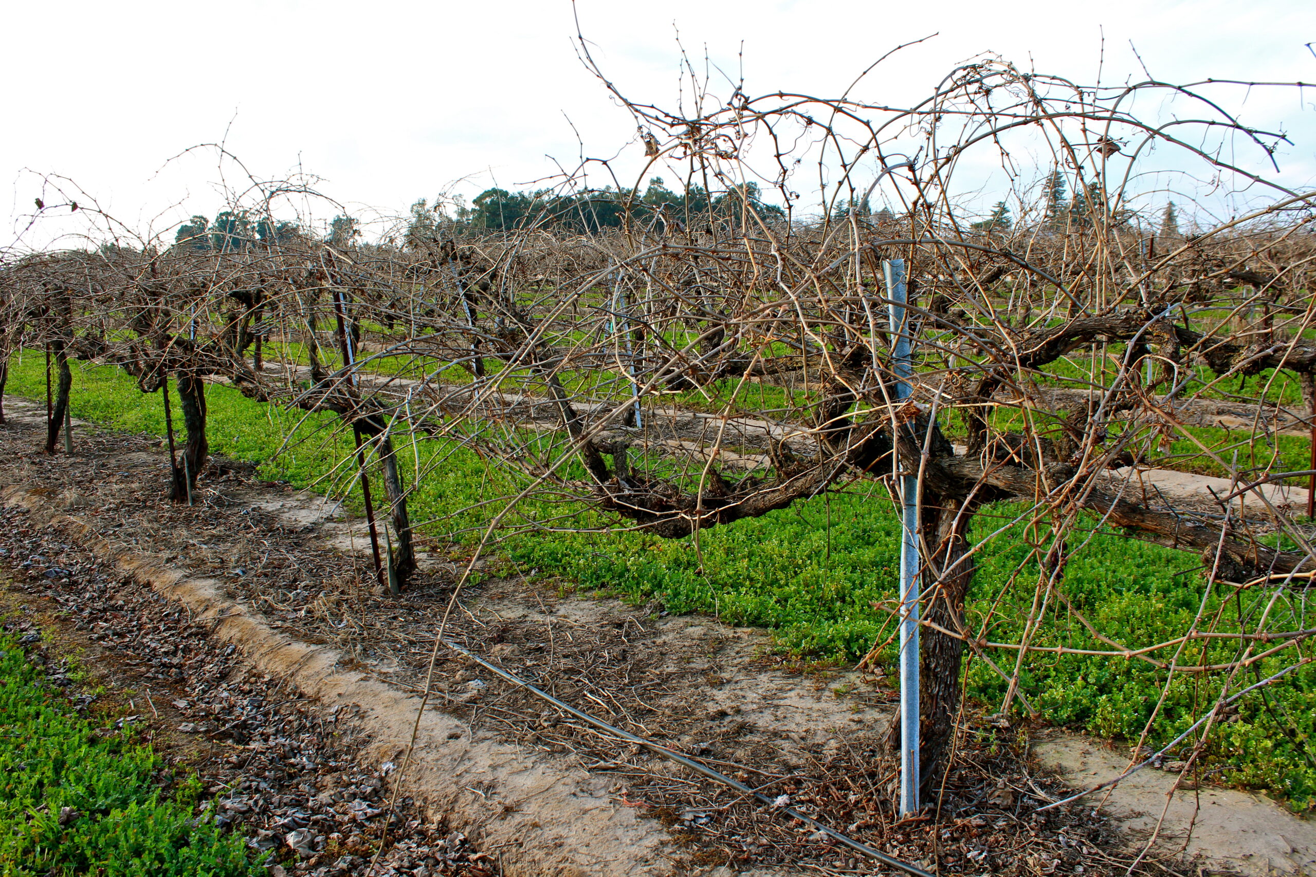 Vineyard in Lodi with dormant grapevines and trellis system for wine grape production.