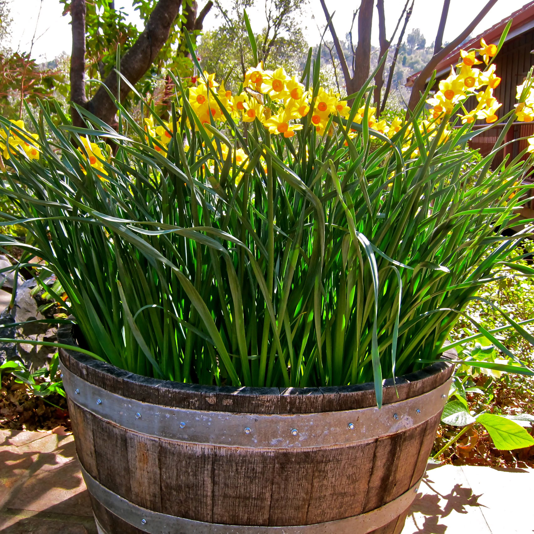 Yellow flowering plant in a wooden barrel, part of Lodi Winegrape Commission's vineyard display.