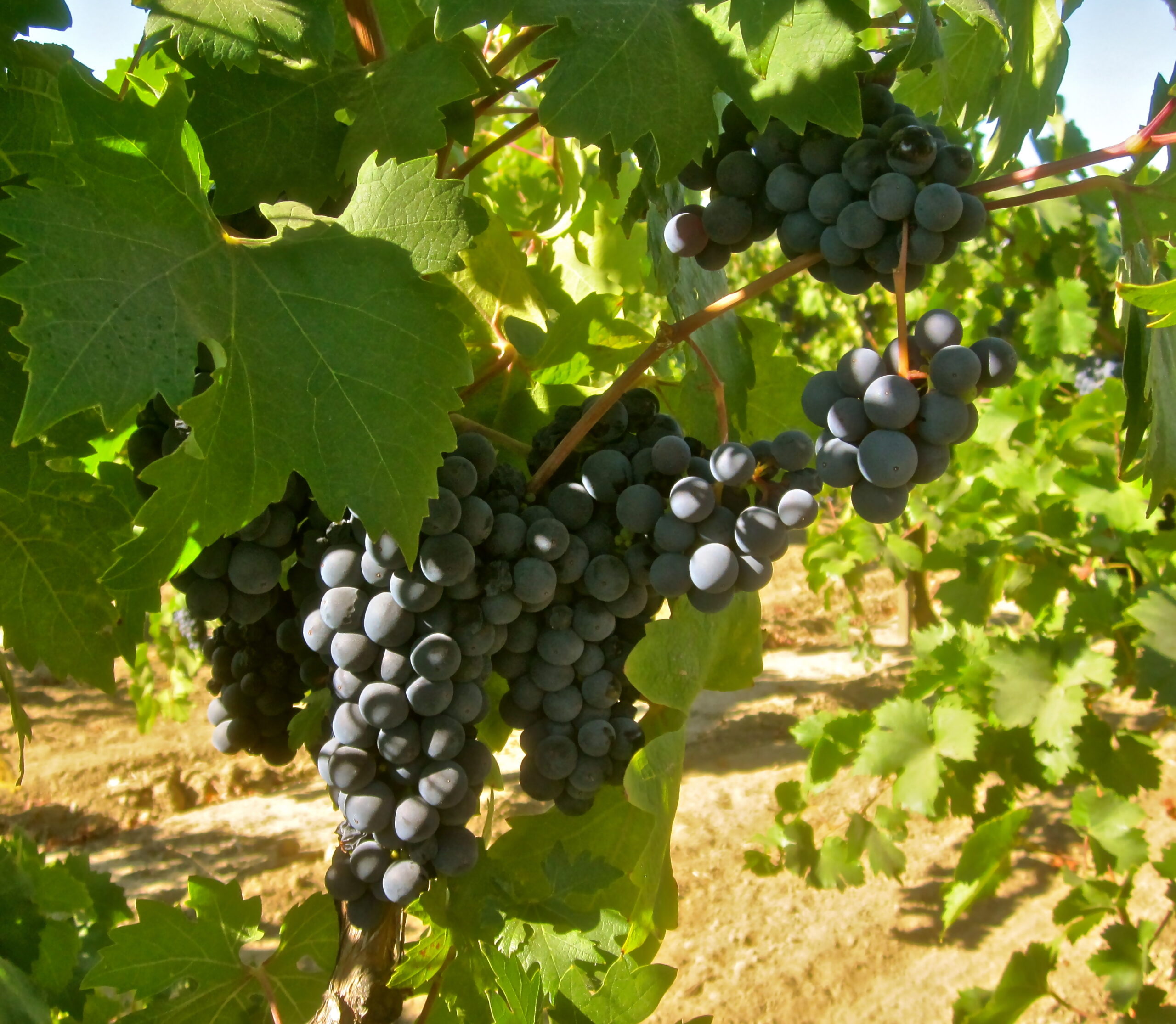 Close-up of ripe dark purple winegrapes on a vine in Lodi wine region.
