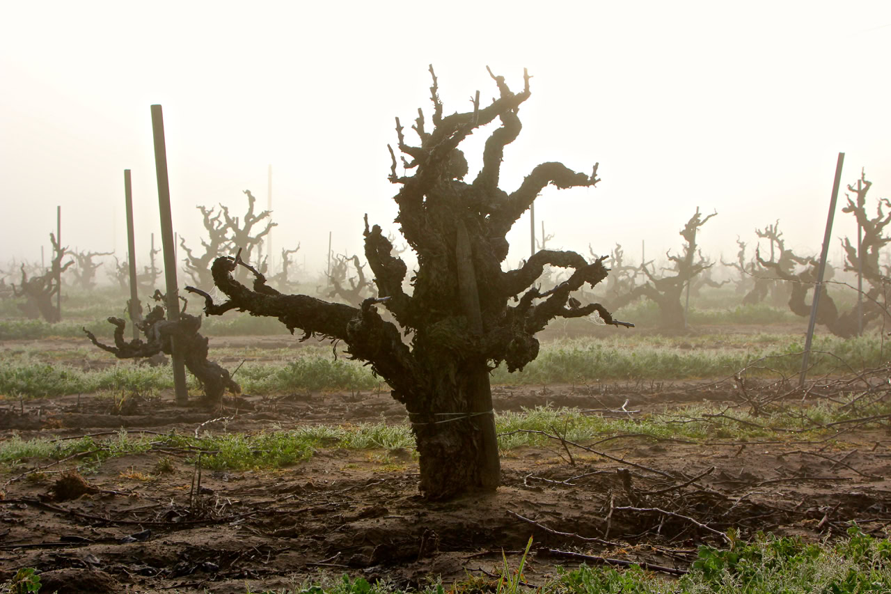 Gnarled, leafless grapevine in Lodi vineyard with foggy background and trellises.