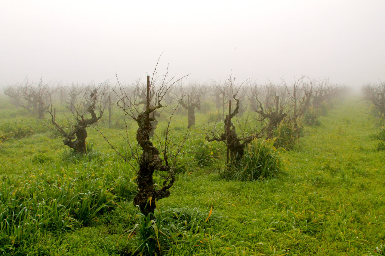 Vineyard with gnarled grapevines in foggy Lodi wine region, California, during early spring.