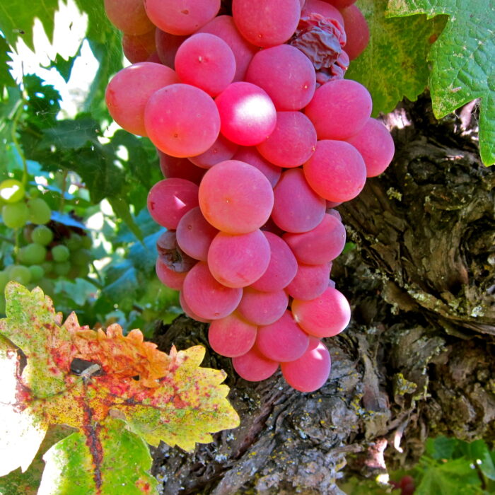 Close-up of a ripe pink winegrape cluster on the vine, with green leaves and textured bark in the background.