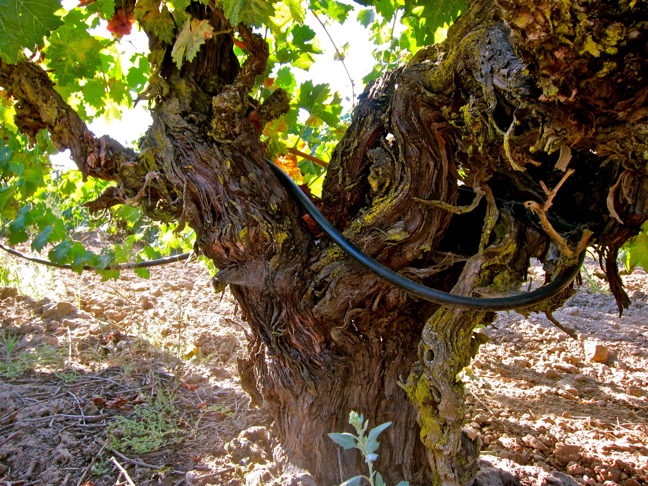 Close-up of a gnarled winegrape vine trunk with green leaves in Lodi, California.