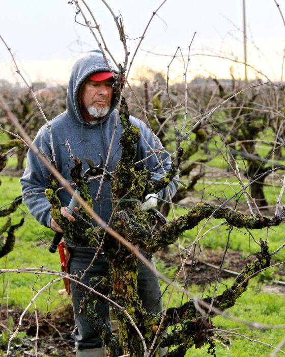 Vineyard worker pruning grapevines in a Lodi vineyard during winter.