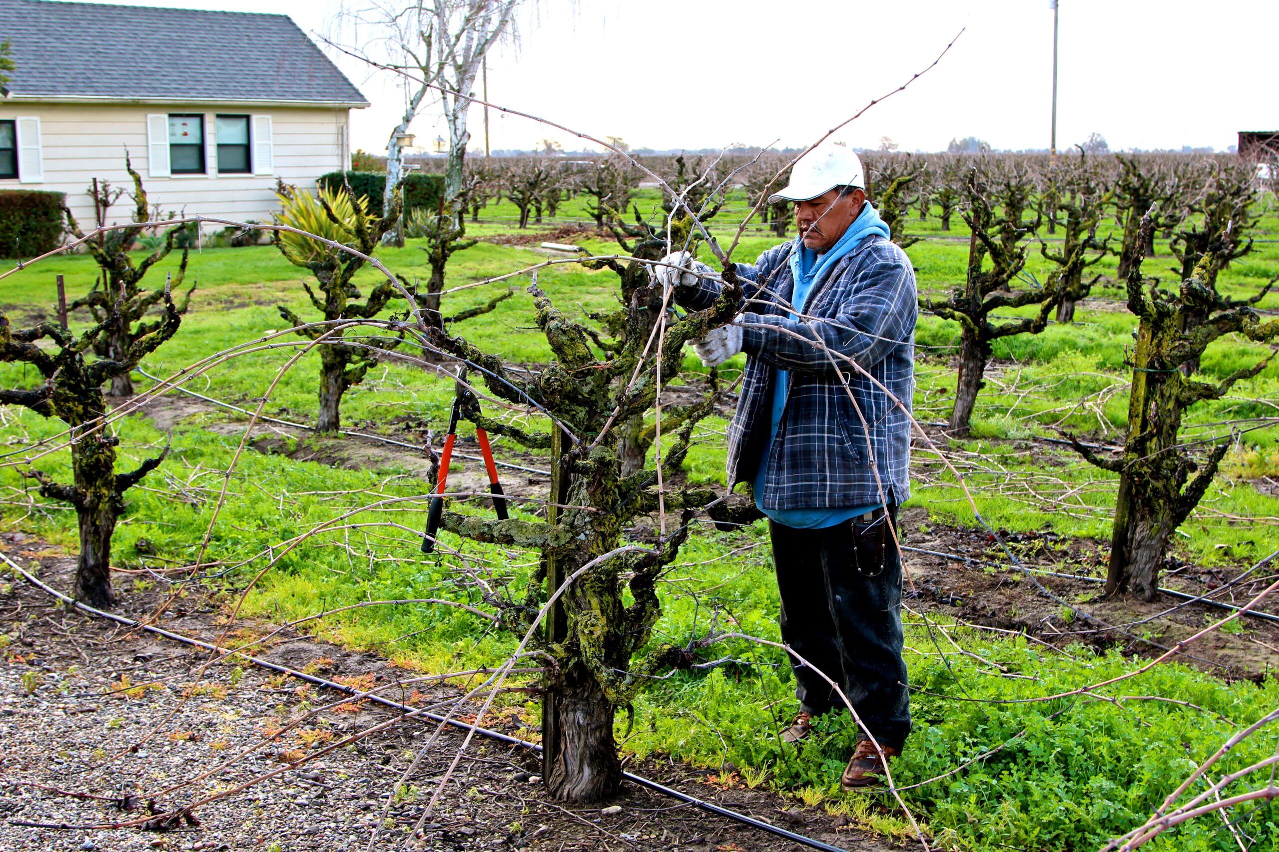 Vineyard worker pruning grapevines in a Lodi wine region vineyard during daytime.