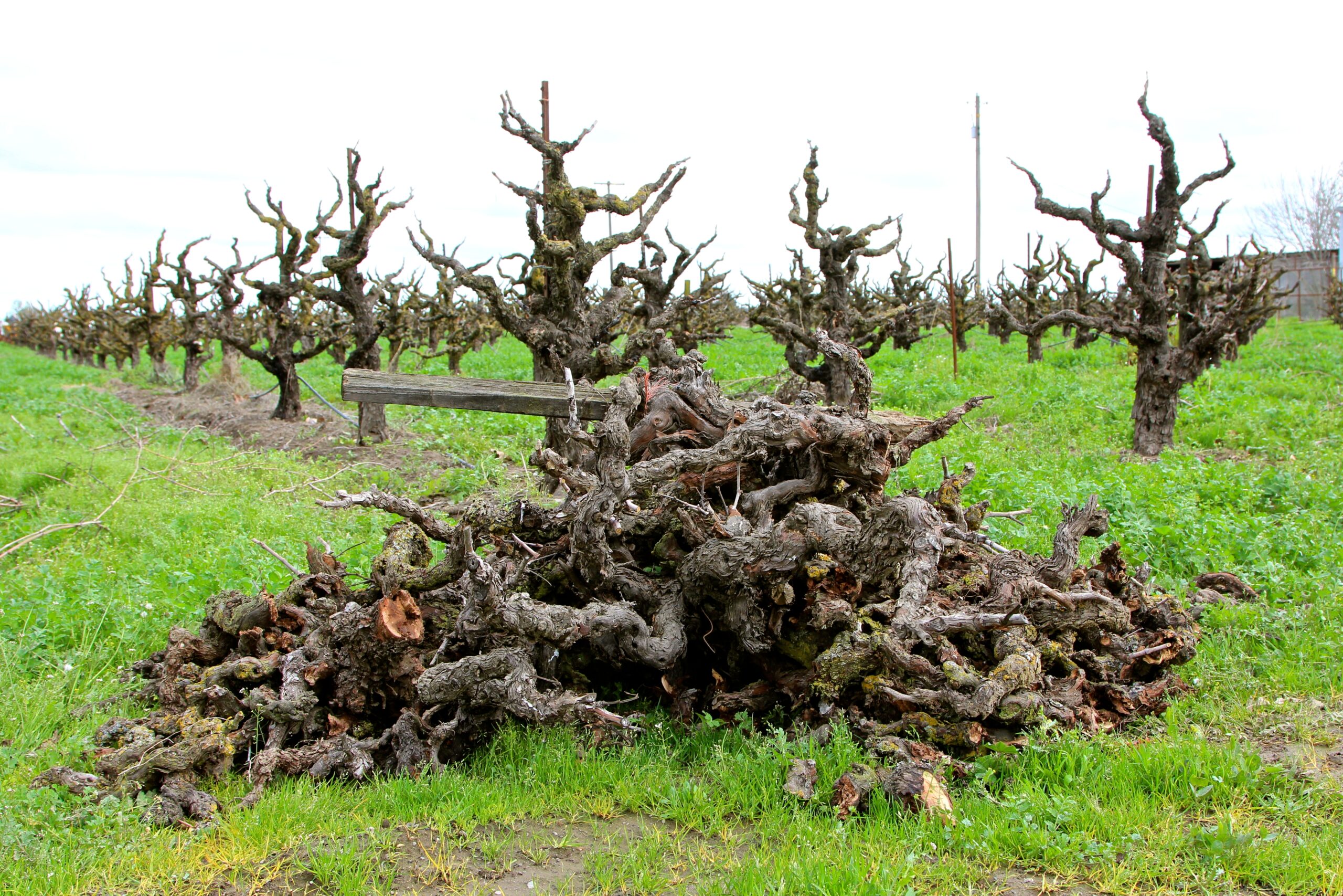 Gnarled, ancient grapevine roots in a Lodi vineyard with pruned vines in the background.