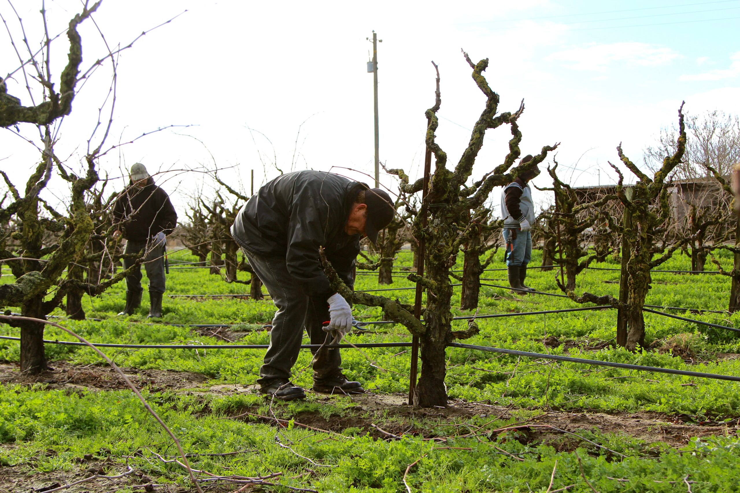 Workers harvest winegrapes in a Lodi vineyard during the season.