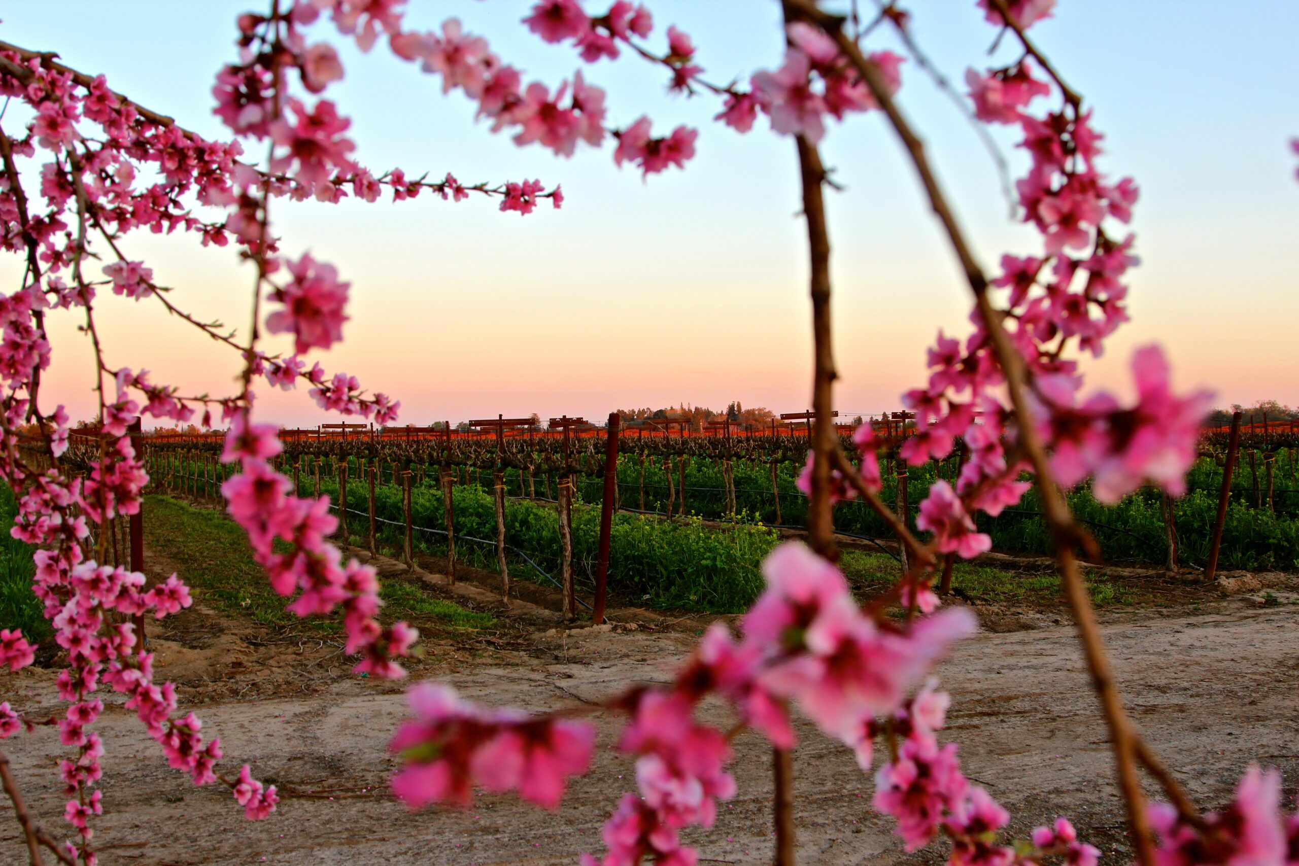 Pink blossoms frame a vineyard in Lodi, California at sunset, showcasing the region's wine grape cultivation.