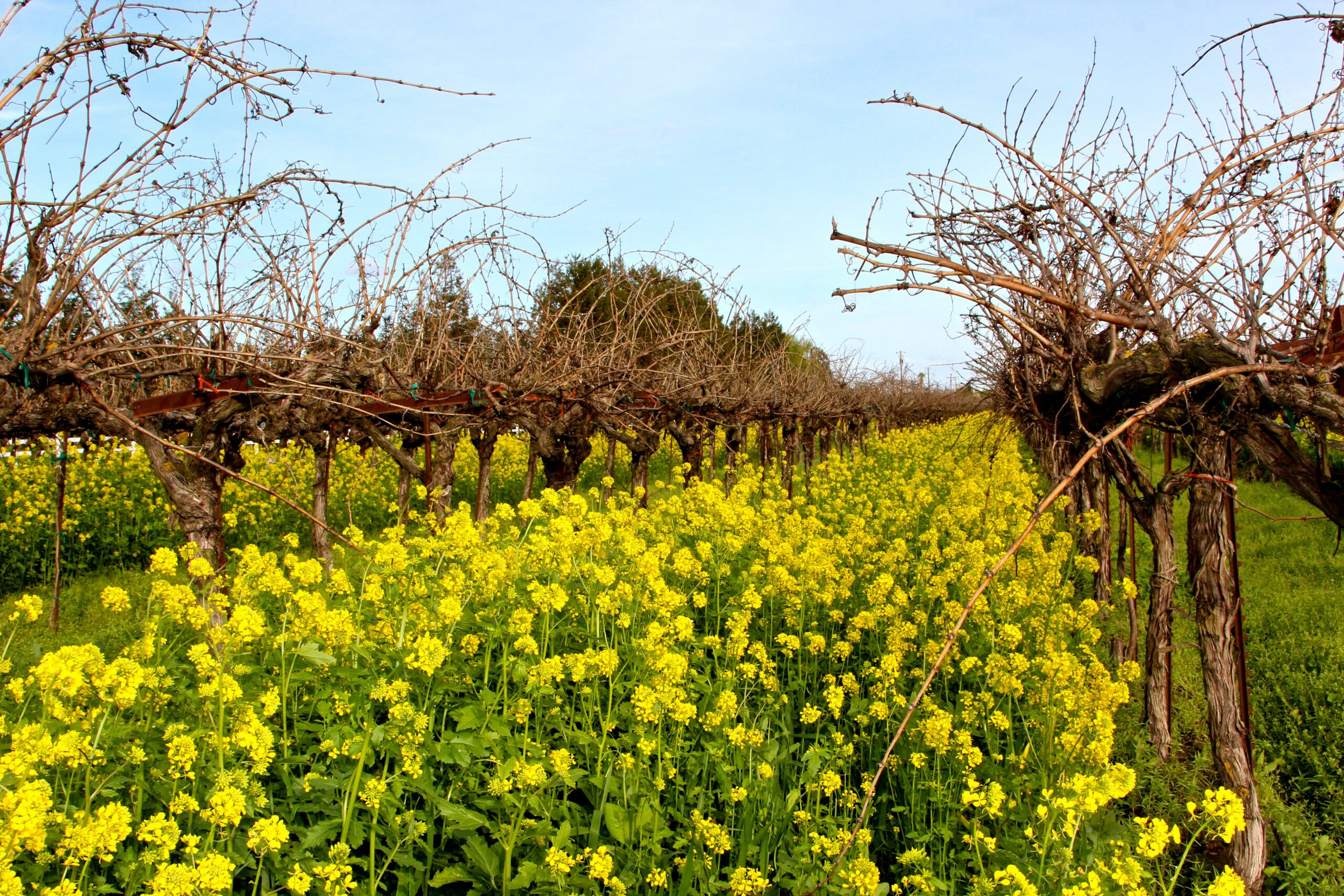 Vineyard with blooming grapevines and yellow wildflowers in Lodi, California.