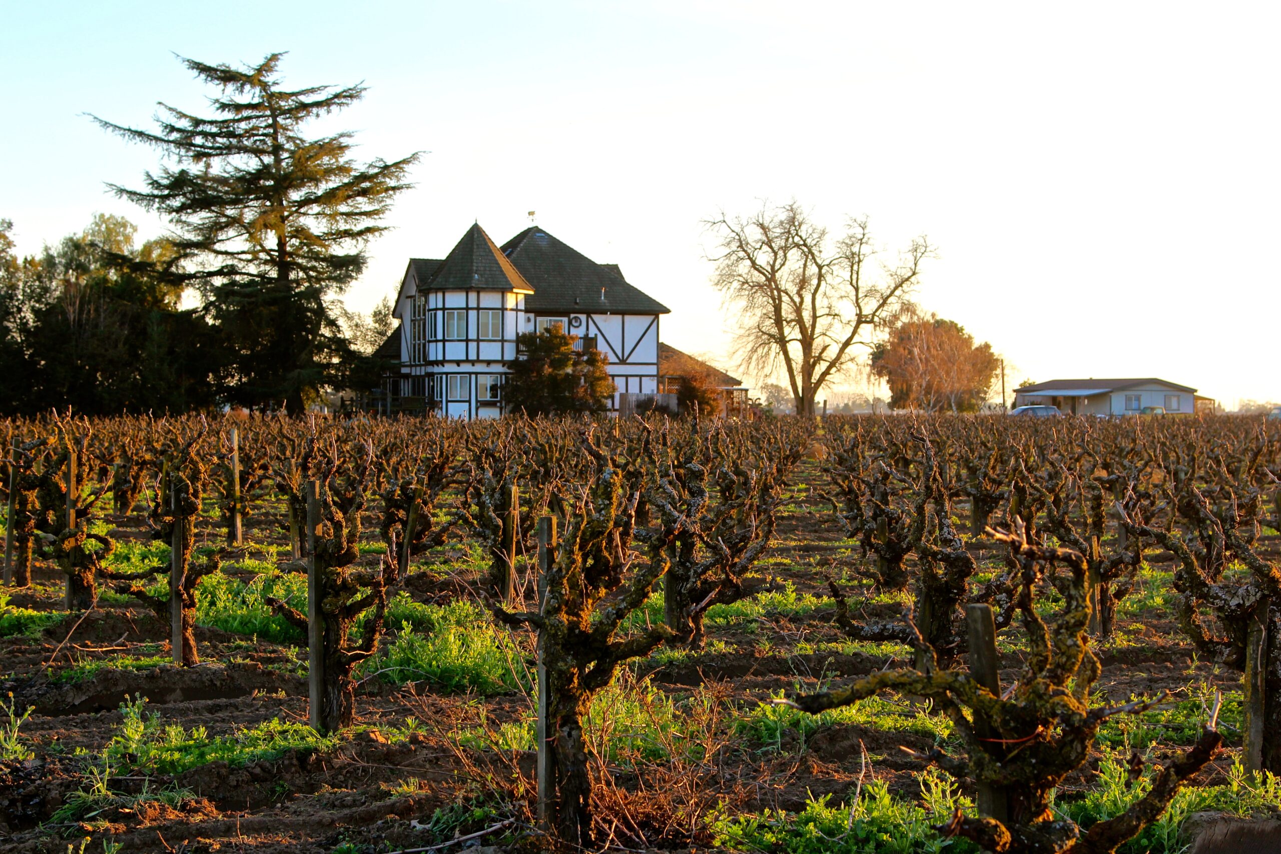 Vineyard in Lodi with pruned grapevines and a house in the background during late afternoon.