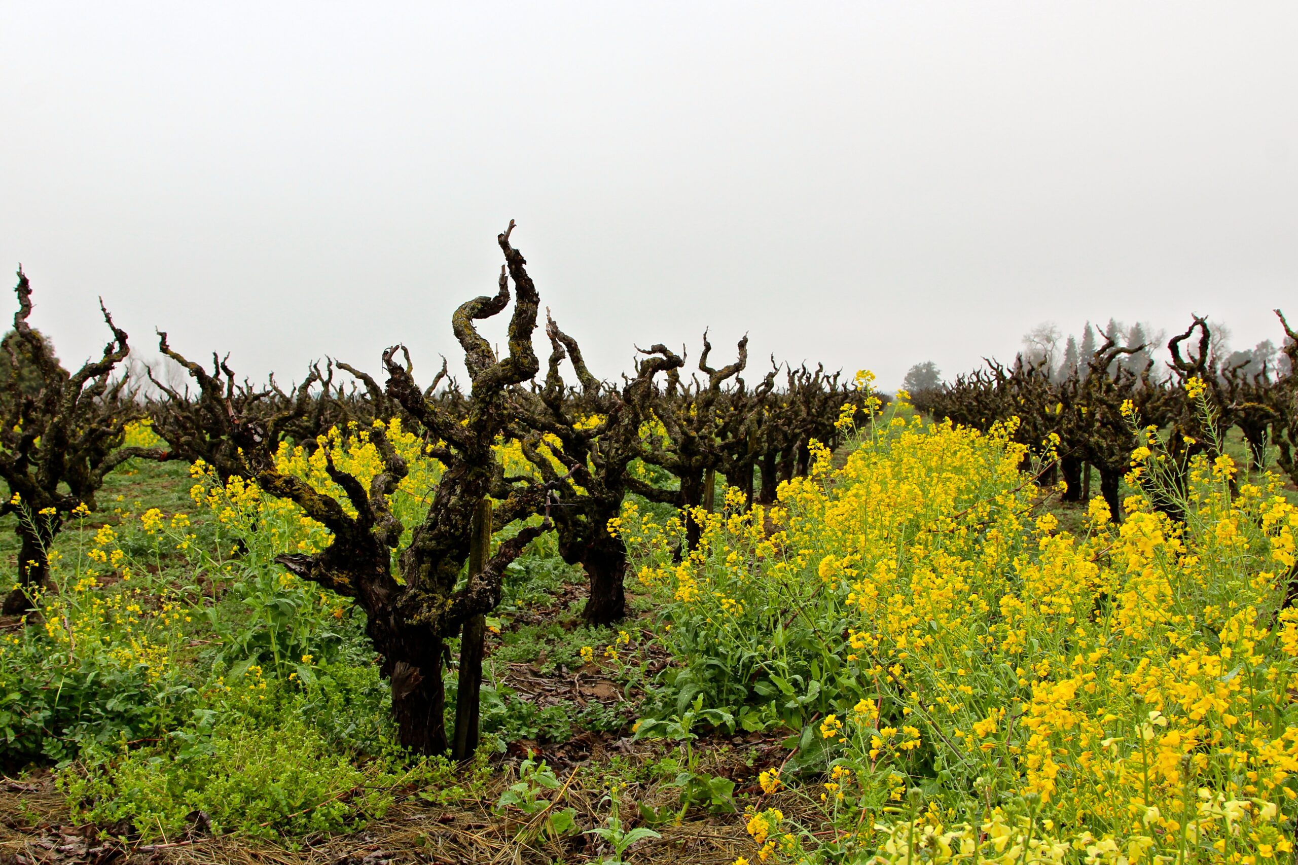 Vineyard with gnarled grapevines and yellow wildflowers in Lodi, California, during spring.