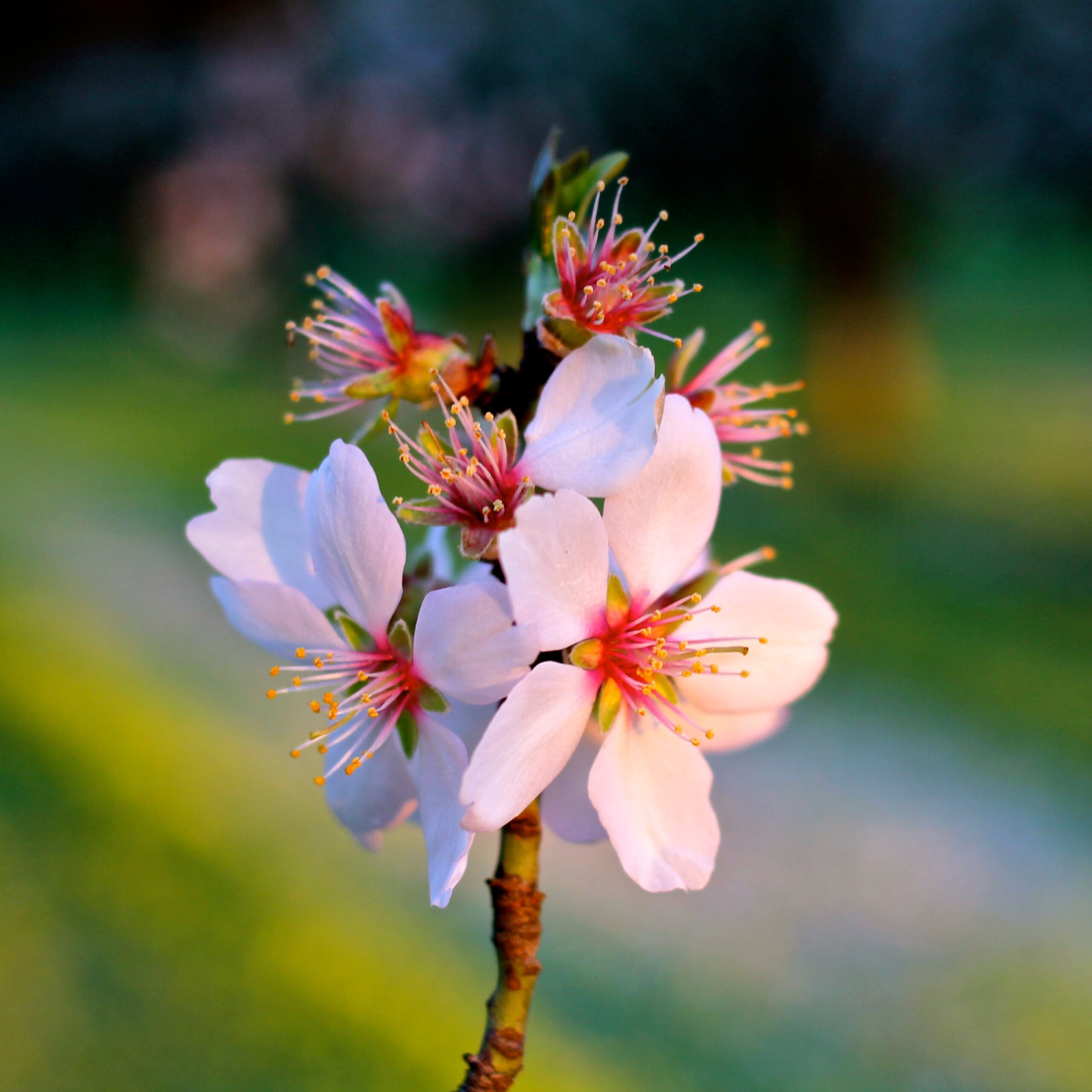 Close-up of a blooming winegrape flower in Lodi, California, showcasing delicate petals and vibrant stamens.