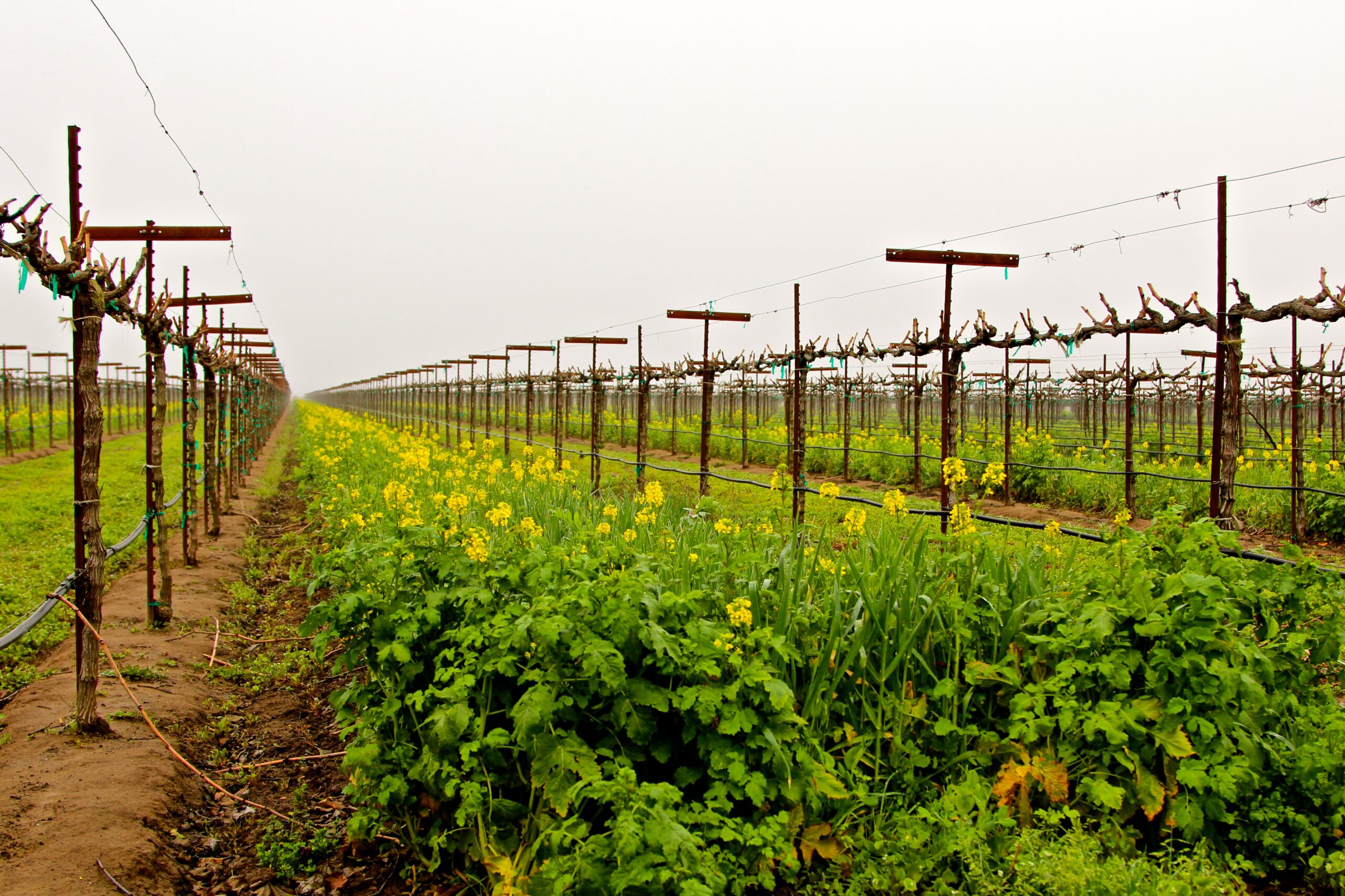 Vineyard rows with grapevines and green ground cover in Lodi, California, under an overcast sky.