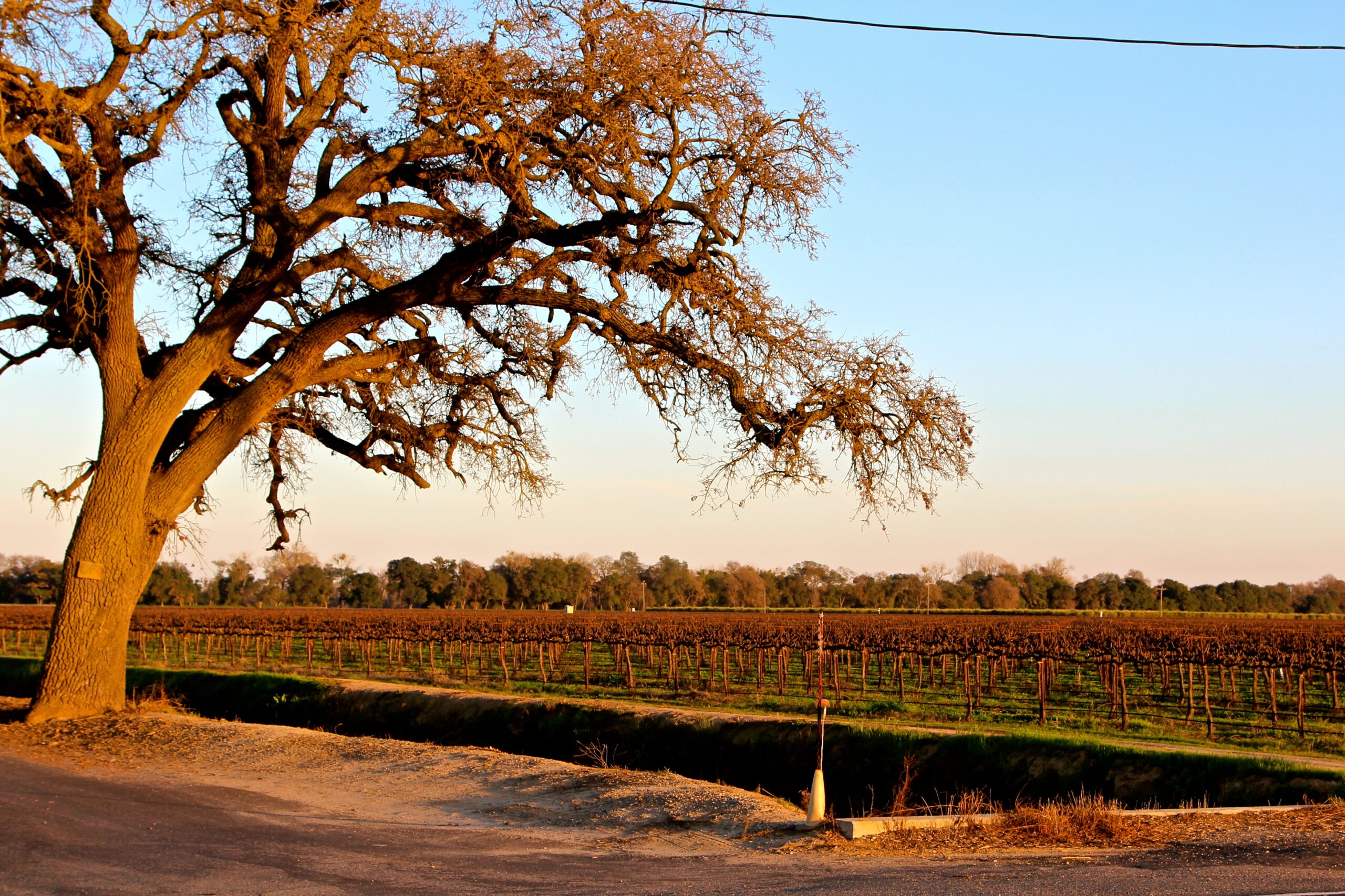 Vineyard in Lodi with a large tree in the foreground and rows of grapevines in the background during sunset.