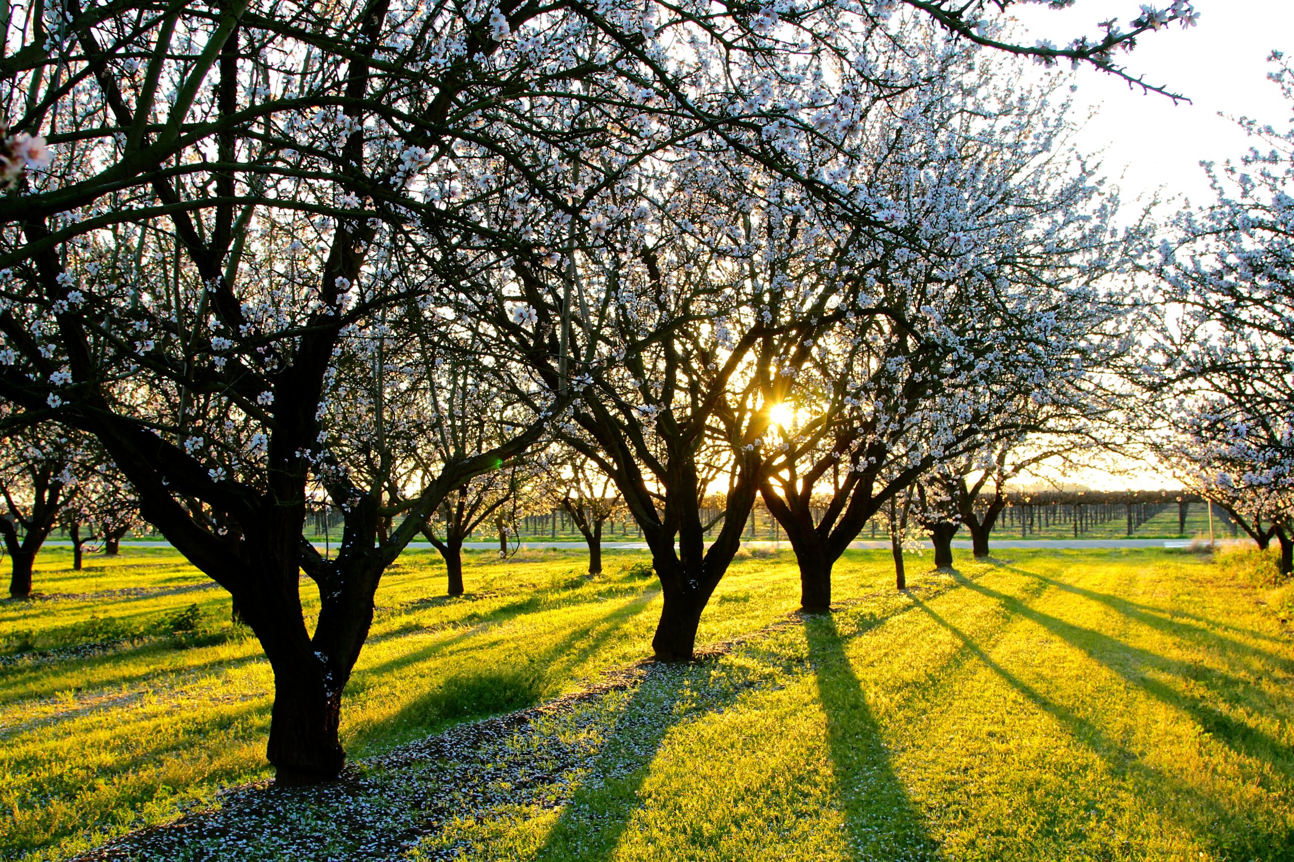 Sunset over Lodi winegrape orchard with blooming trees and long shadows on the grass.