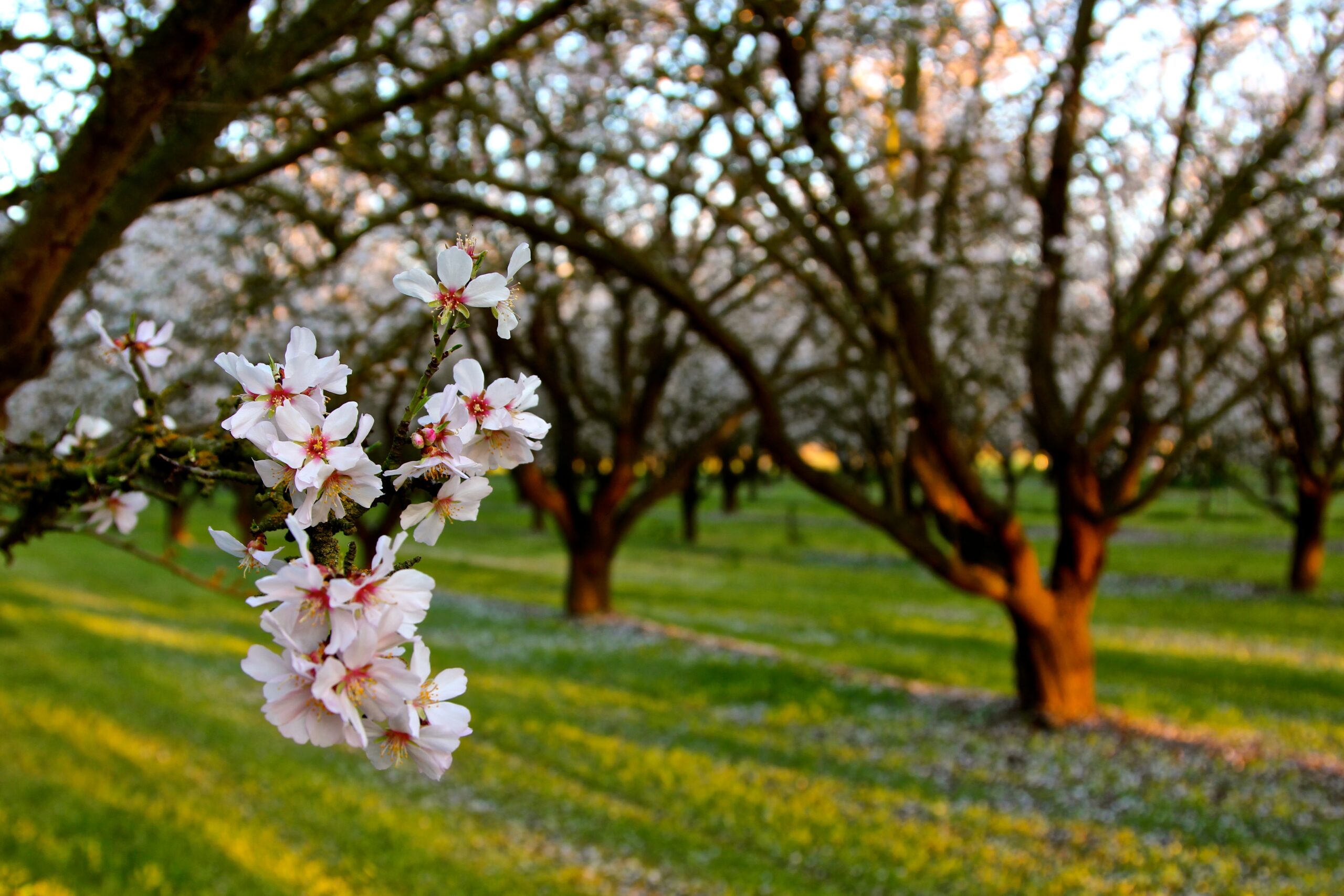 Blooming cherry blossoms in a Lodi winegrape orchard during springtime with lush green grass and trees.