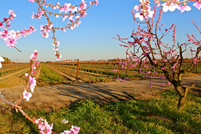 Vineyard in Lodi with blooming winegrape vines and flowering trees under a clear blue sky.