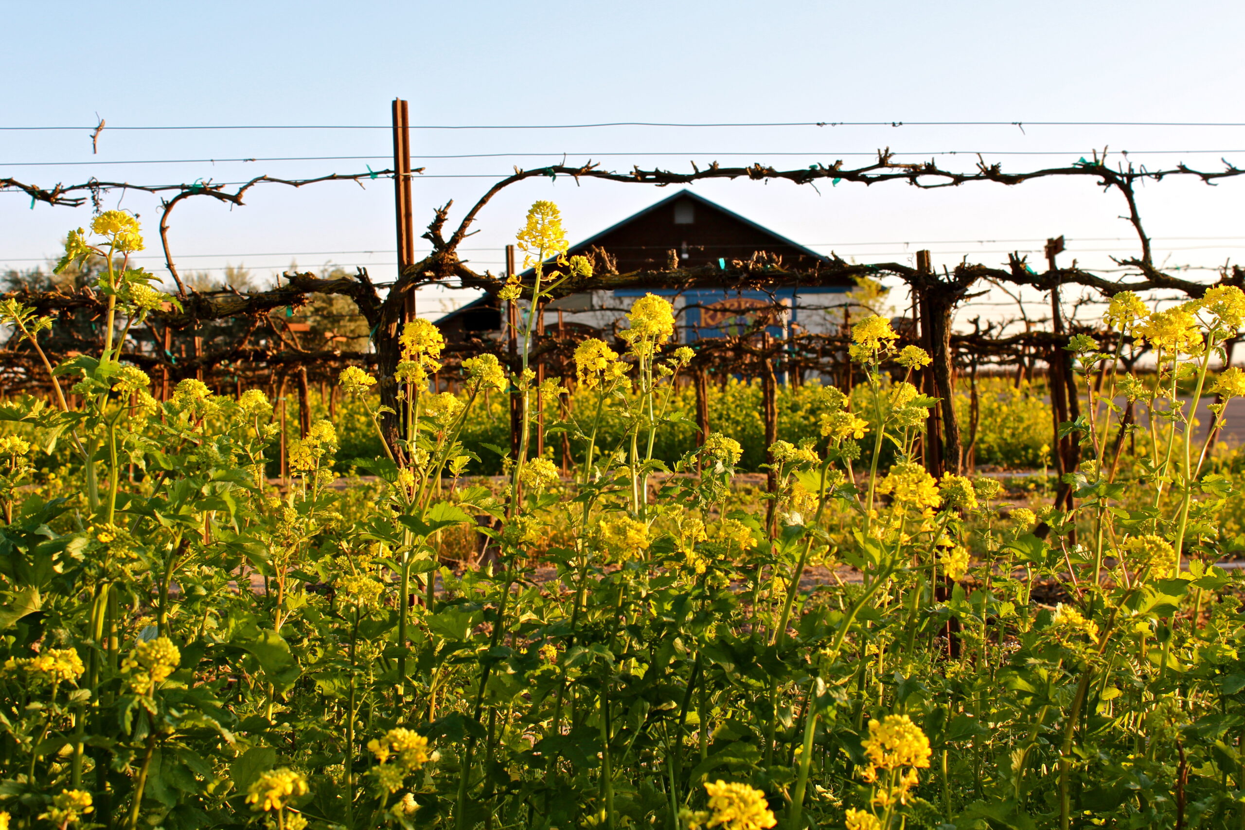 Vineyard with blooming yellow winegrapes and a rustic barn in Lodi, California.