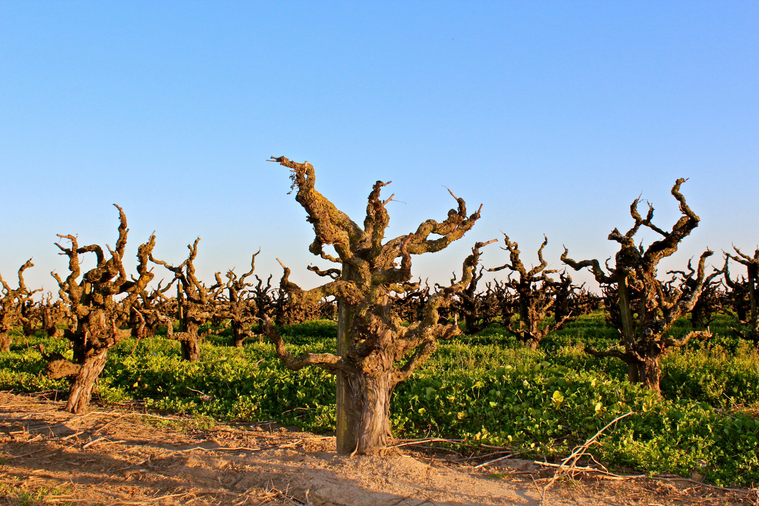 Gnarled wine grape vines in Lodi vineyard under clear blue sky.
