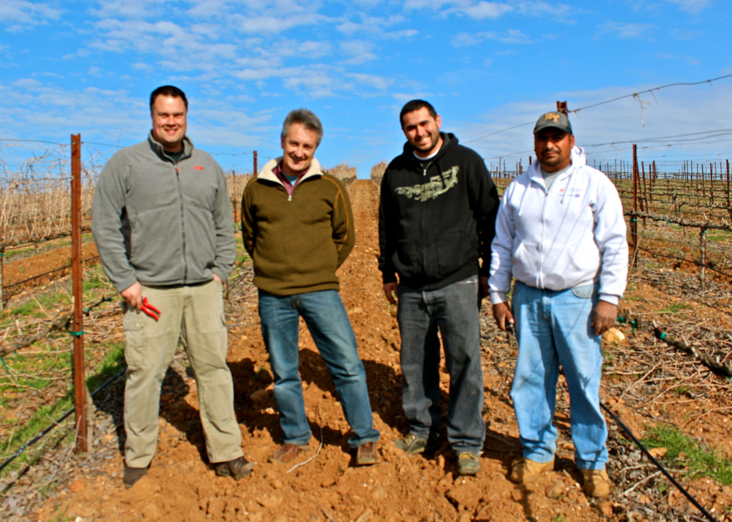 Group of four men standing in a vineyard during harvest season in Lodi, California.